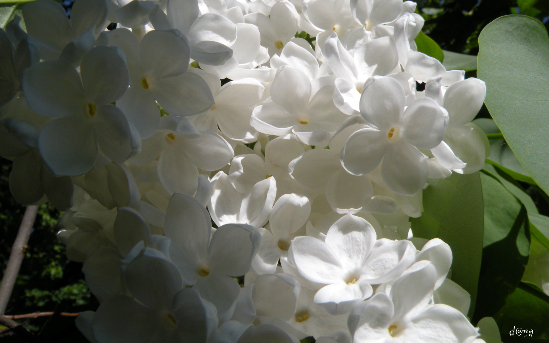Обои цветы, цветение, лепестки, весна, белые, сирень, flowers, flowering, petals, spring, white, lilac разрешение 1920x1200 Загрузить