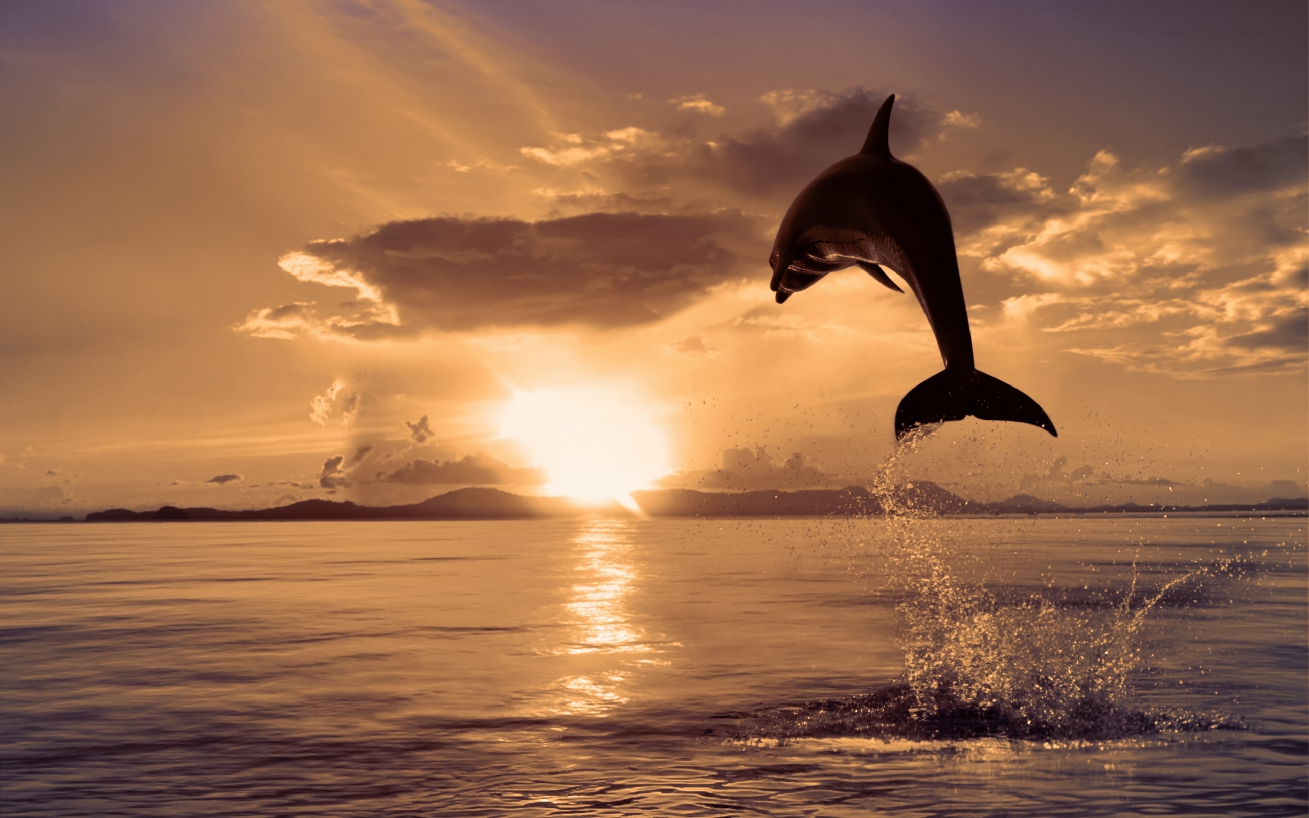 Обои природа, море, цвет, прыжок, дельфин, nature, sea, color, jump, dolphin разрешение 2560x1600 Загрузить