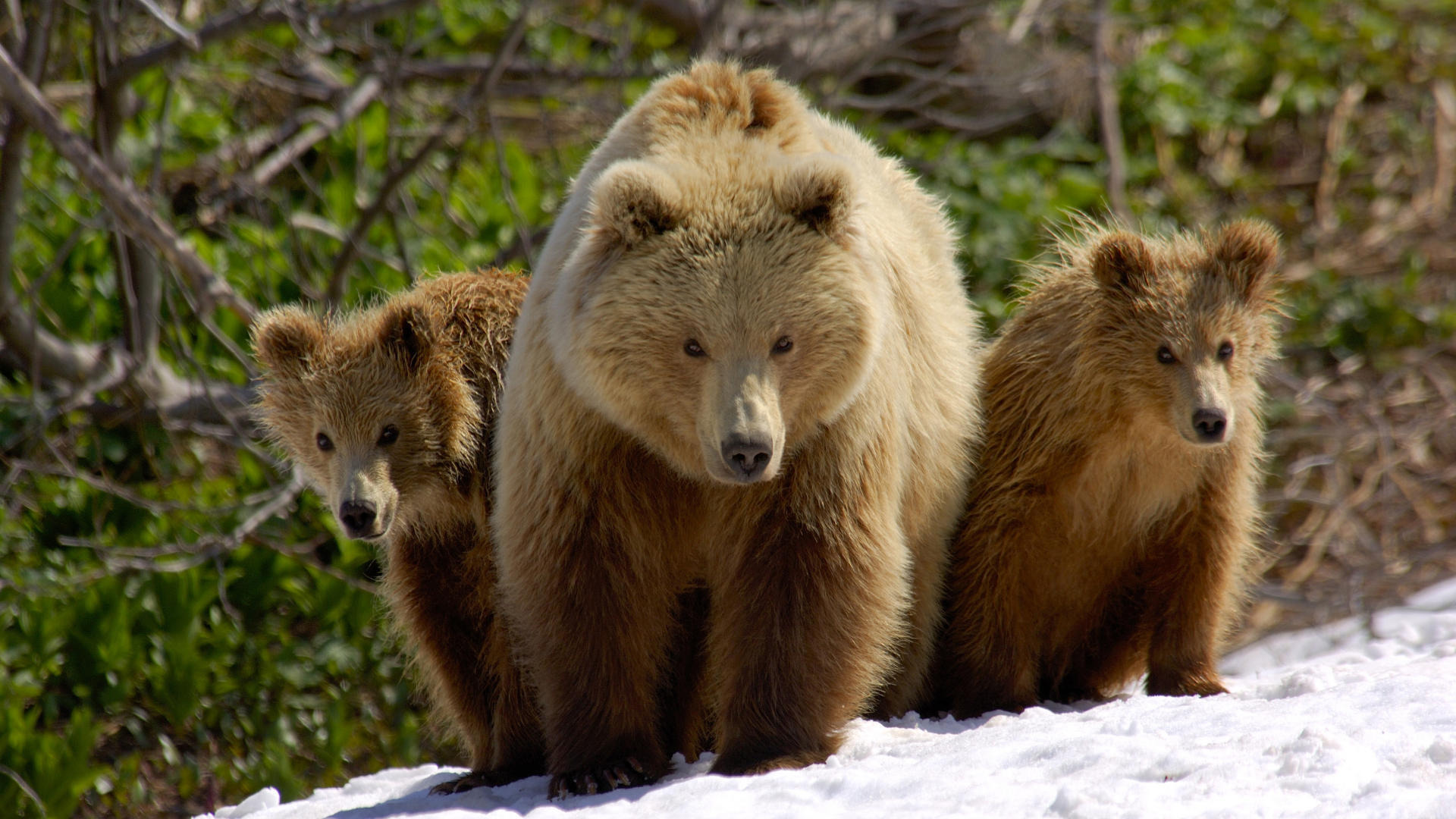 Обои снег, медведь, медведи, 3, snow, bear, bears разрешение 1920x1080 Загрузить