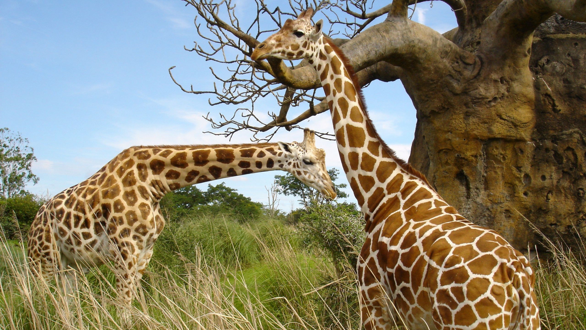 Обои небо, жирафы, трава, шея, природа, дерево, пятна, африка, пара, жираф, the sky, giraffes, grass, neck, nature, tree, spot, africa, pair, giraffe разрешение 1920x1080 Загрузить