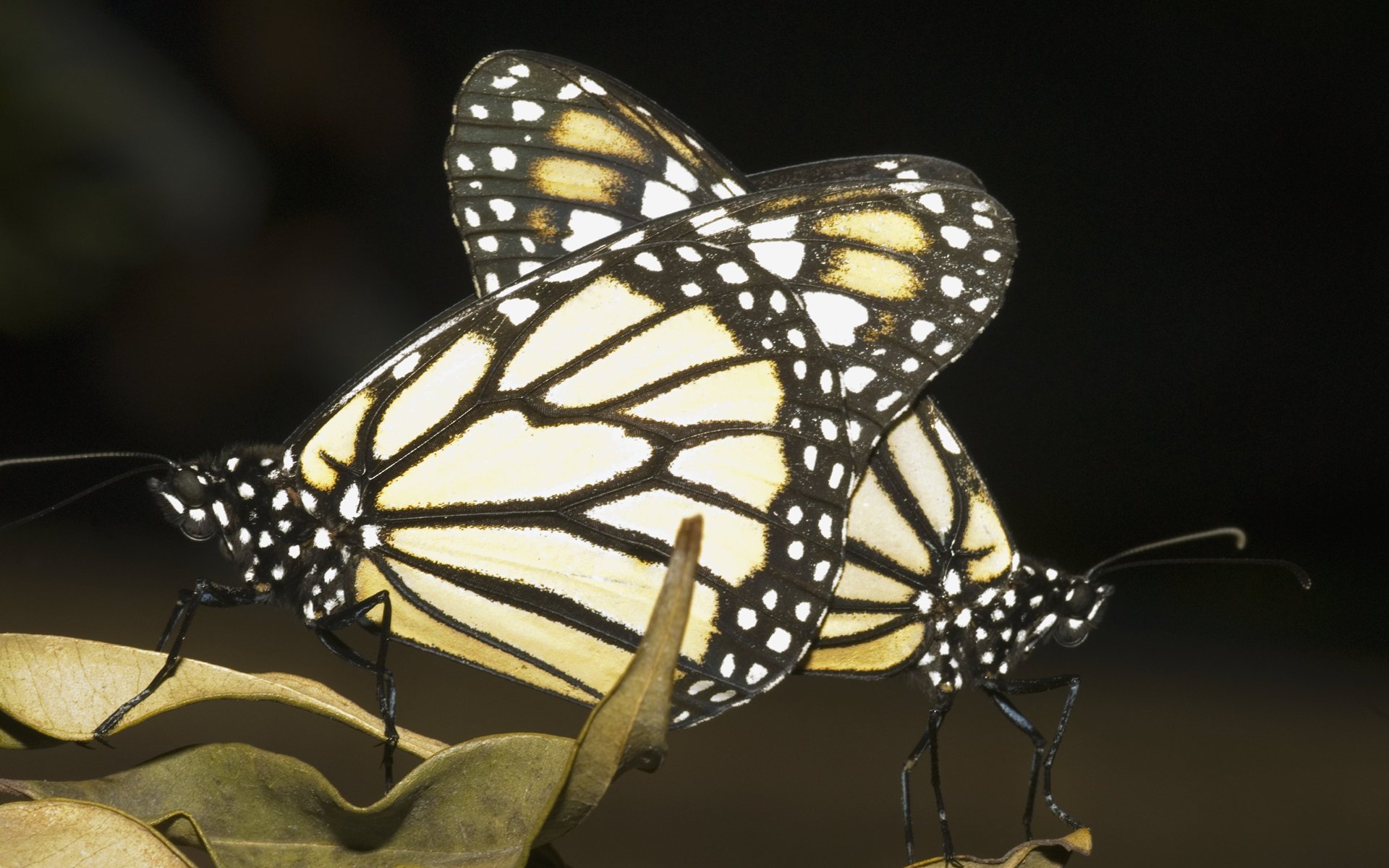 Обои бабочка, крылья, темный фон, бабочки, монарх, насекомы, butterfly, wings, the dark background, monarch разрешение 1920x1200 Загрузить