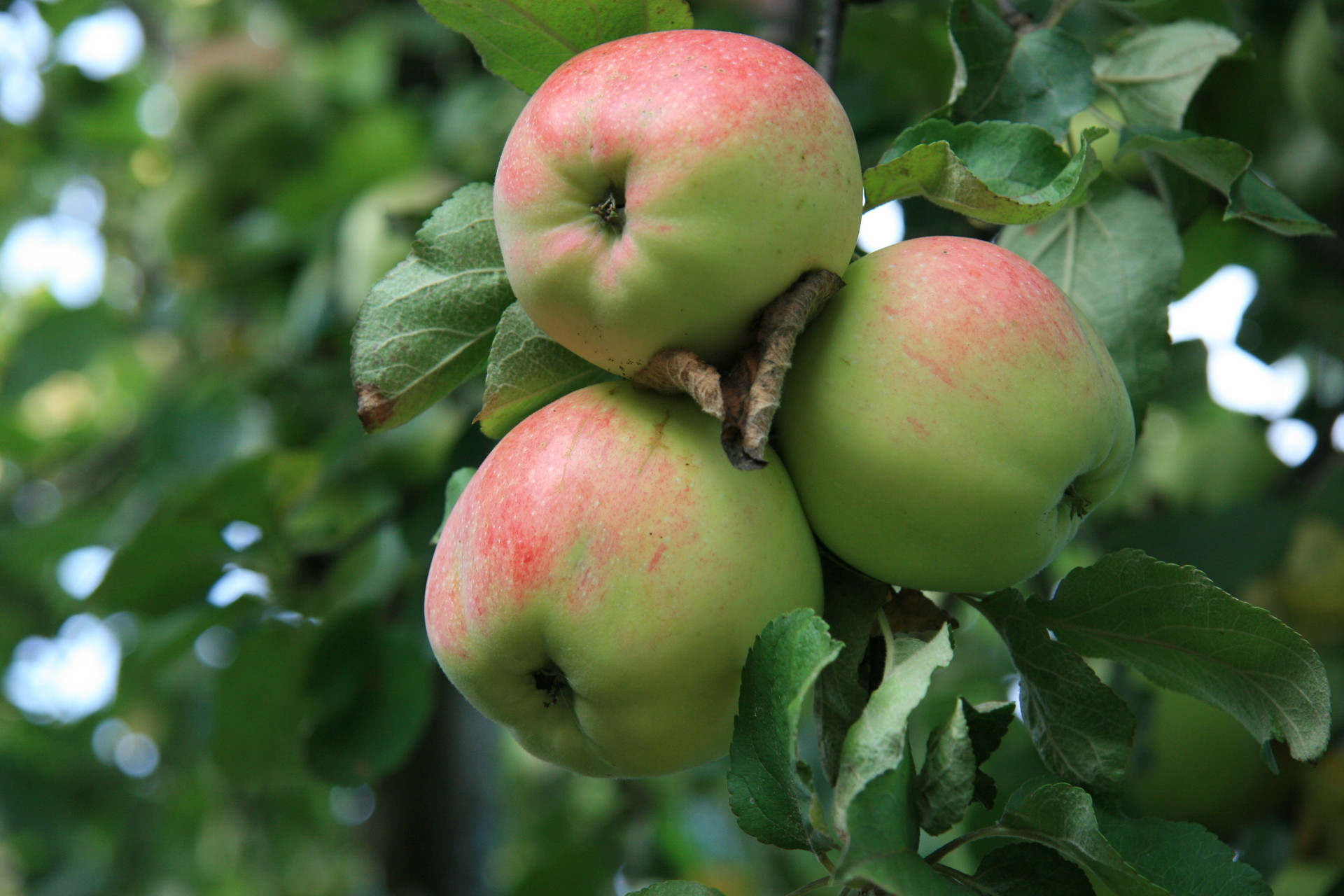 Обои фрукты, яблоки, сад, урожай, яблоня, fruit, apples, garden, harvest, apple разрешение 1920x1280 Загрузить