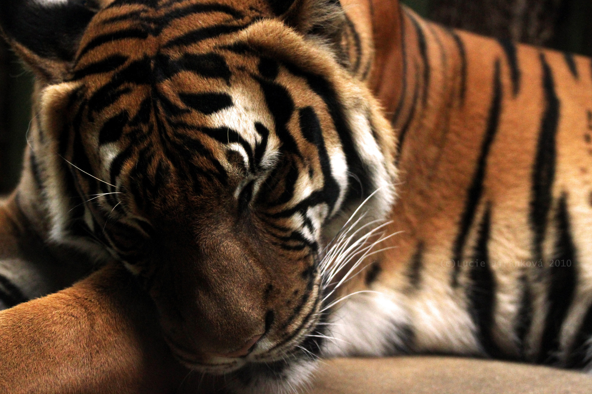 Обои тигр, хищник, большая кошка, спящий тигр, tiger, predator, big cat, the sleeping tiger разрешение 1920x1280 Загрузить
