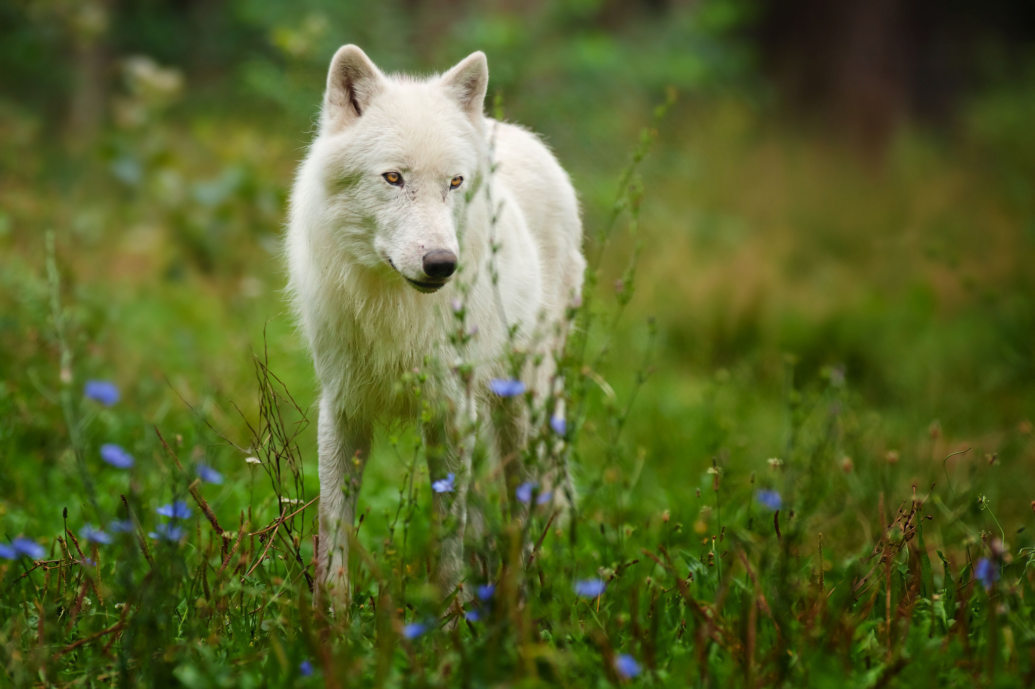 Обои цветы, природа, белый, хищник, волк, полярный волк, арктический волк, белый волк, flowers, nature, white, predator, wolf, polar wolf, arctic wolf, white wolf разрешение 2048x1365 Загрузить