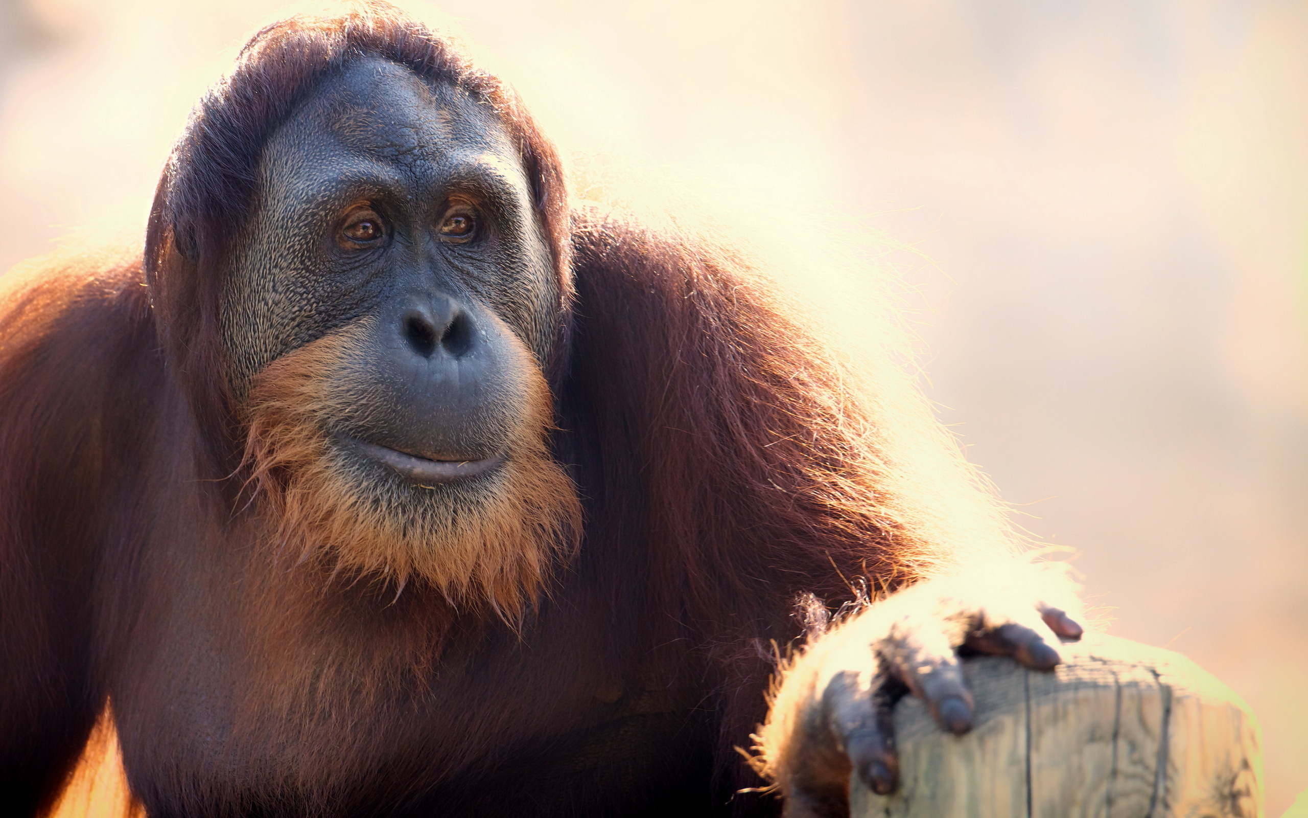 Обои морда, взгляд, обезьяна, борода, орангутанг, face, look, monkey, beard, orangutan разрешение 2560x1600 Загрузить
