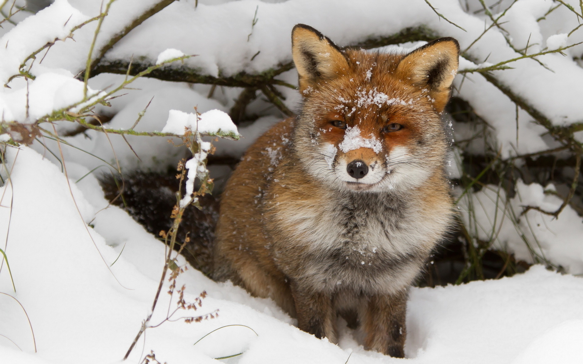Обои снег, зима, ветки, взгляд, лиса, лисица, нора, snow, winter, branches, look, fox, nora разрешение 1920x1200 Загрузить