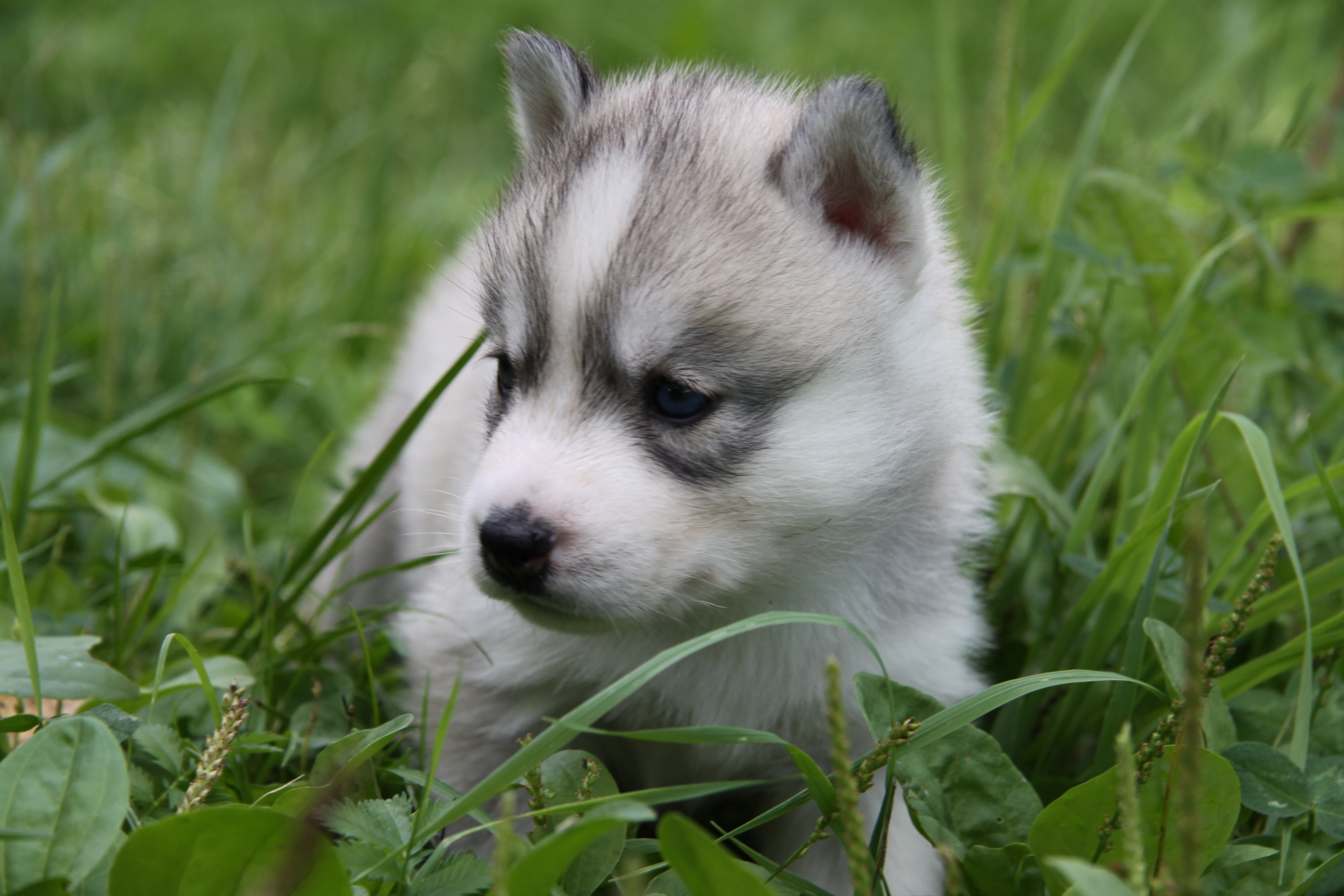Обои трава, щенок, хаски, голубые глаза, лайка, маленький пес, grass, puppy, husky, blue eyes, laika, small dog разрешение 4752x3168 Загрузить