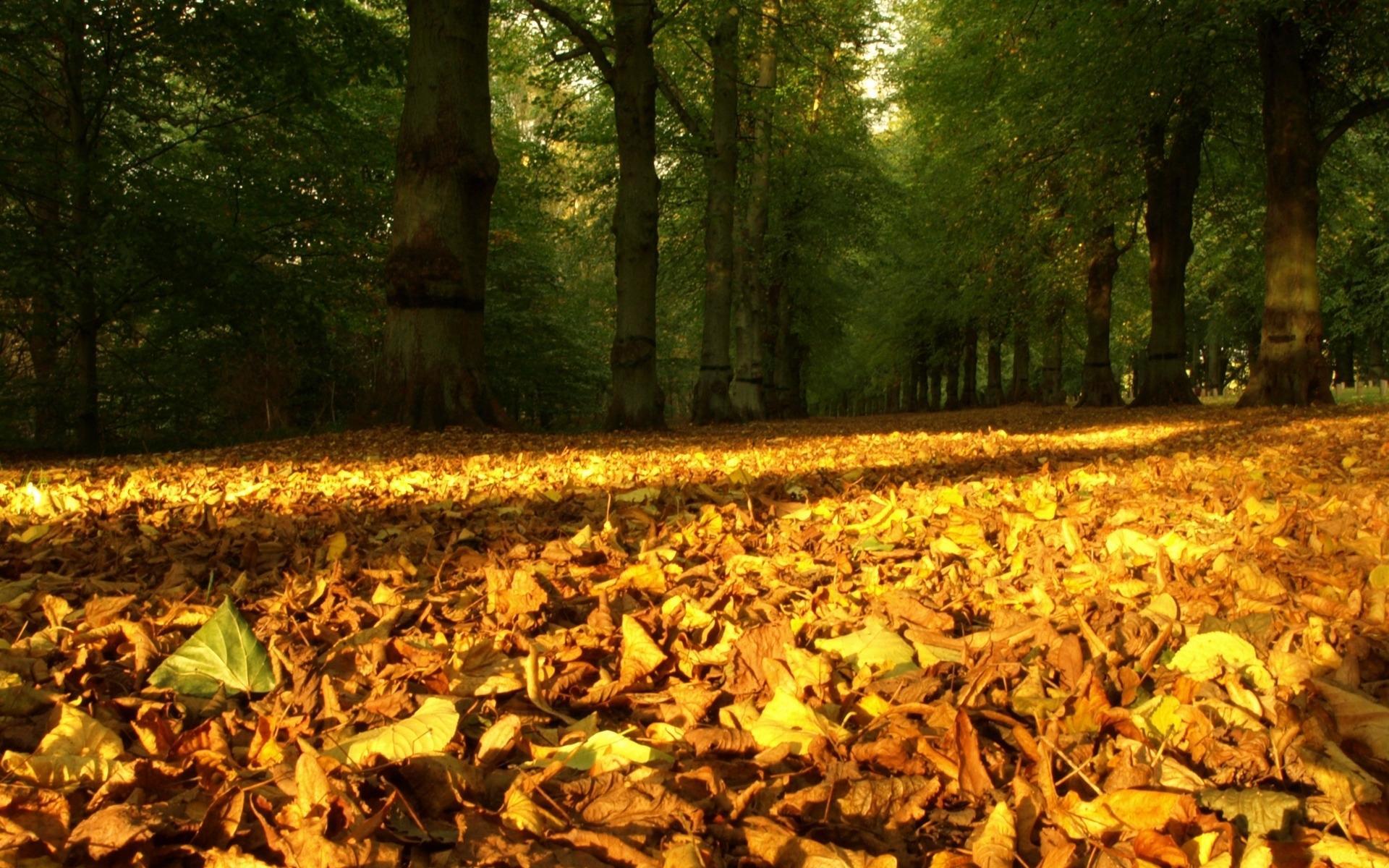 Обои природа, листья, осень, время года, опавшие листья, nature, leaves, autumn, time of the year, fallen leaves разрешение 1920x1200 Загрузить