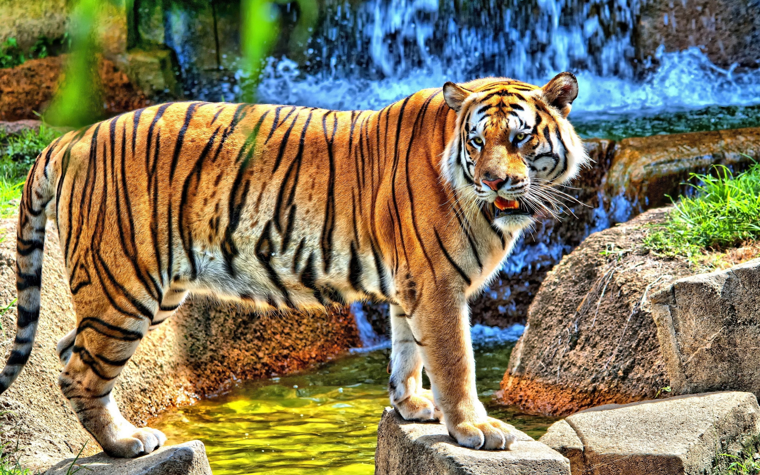 Обои тигр, вода, камни, водопад, смотрит, хищник, стоит, tiger, water, stones, waterfall, looks, predator, is разрешение 2560x1600 Загрузить