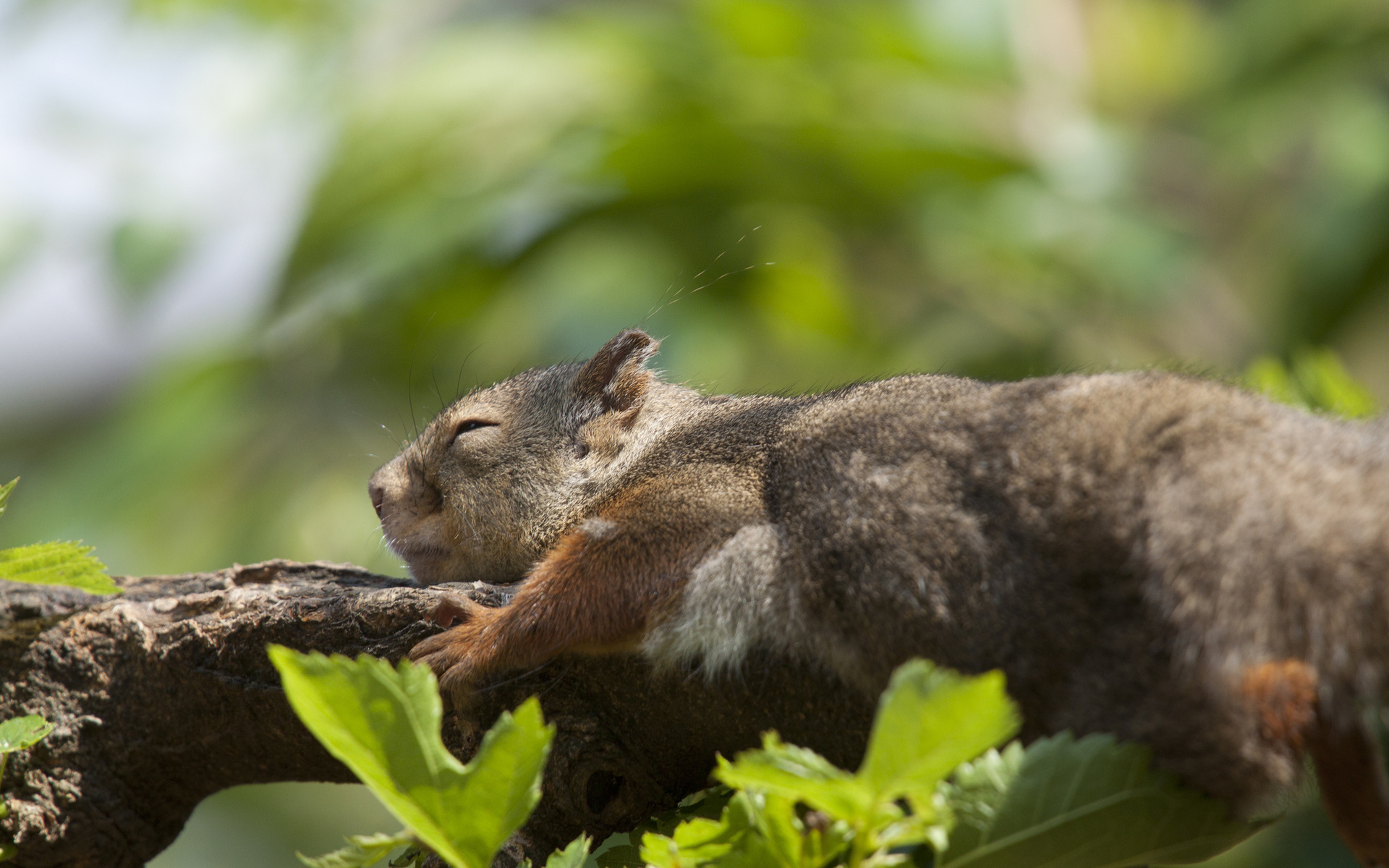 Обои ветка, природа, листья, животные, лето, спит, белка, branch, nature, leaves, animals, summer, sleeping, protein разрешение 1920x1200 Загрузить