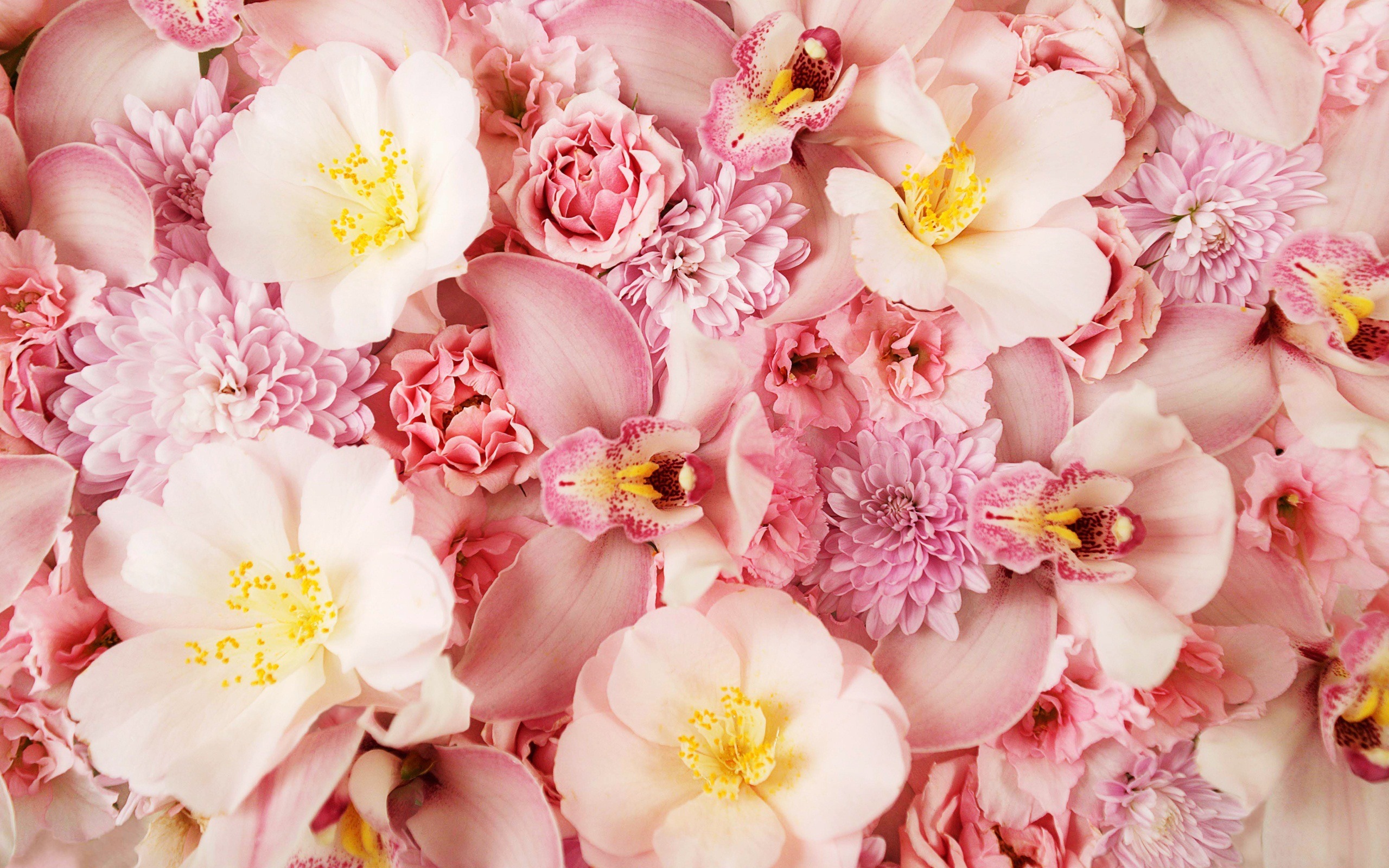 Обои rozovyj fon, цветы, альстромерии, розы, лепестки, тюльпаны, розовые, хризантемы, орхидеи, cvety, orxideya, flowers, roses, petals, tulips, pink, chrysanthemum, orchids разрешение 2560x1600 Загрузить