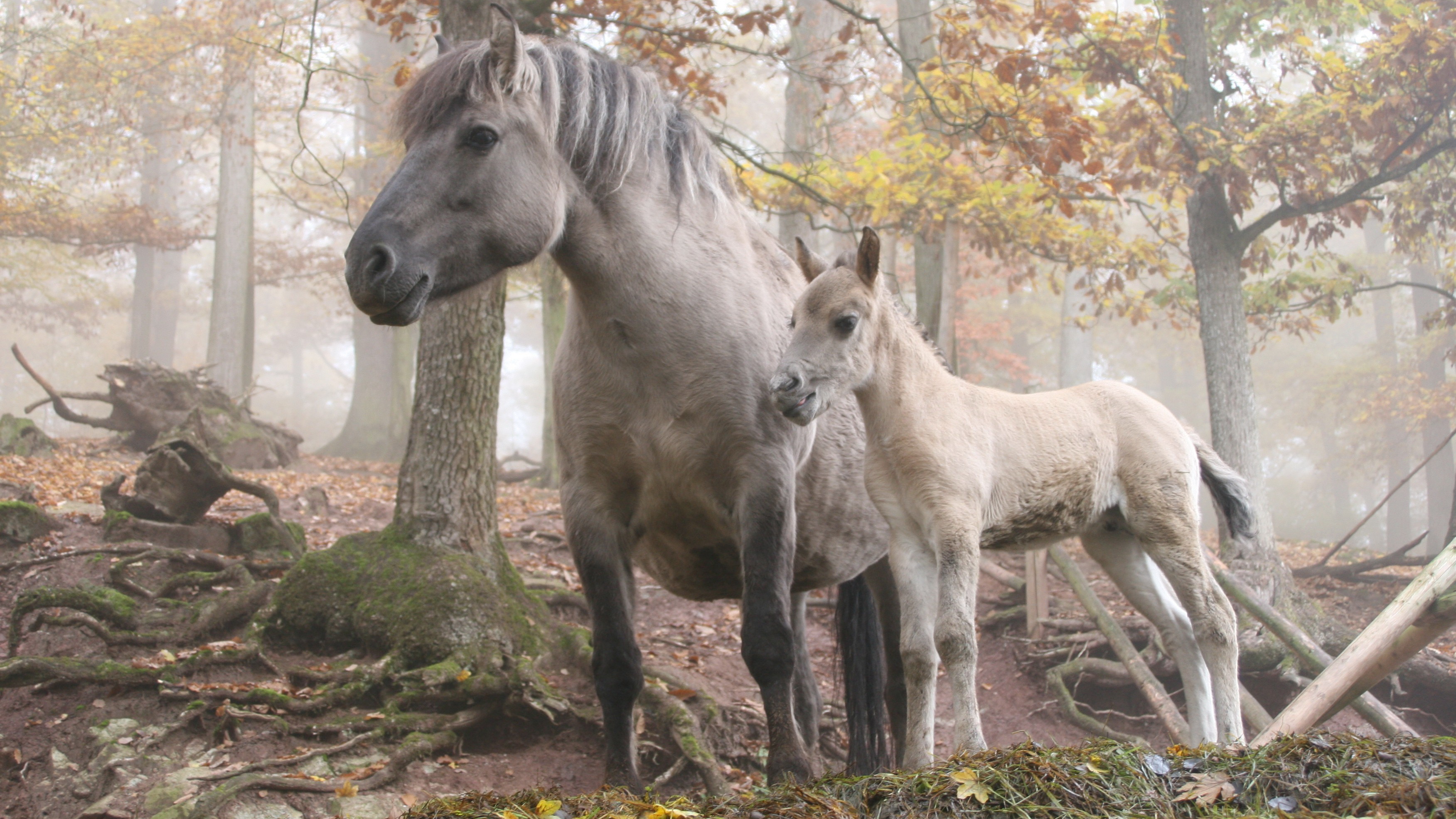 Обои лошадь, деревья, лес, жеребенок, лошадь возле дерева, horse, trees, forest, foal, the horse near the tree разрешение 3504x1971 Загрузить