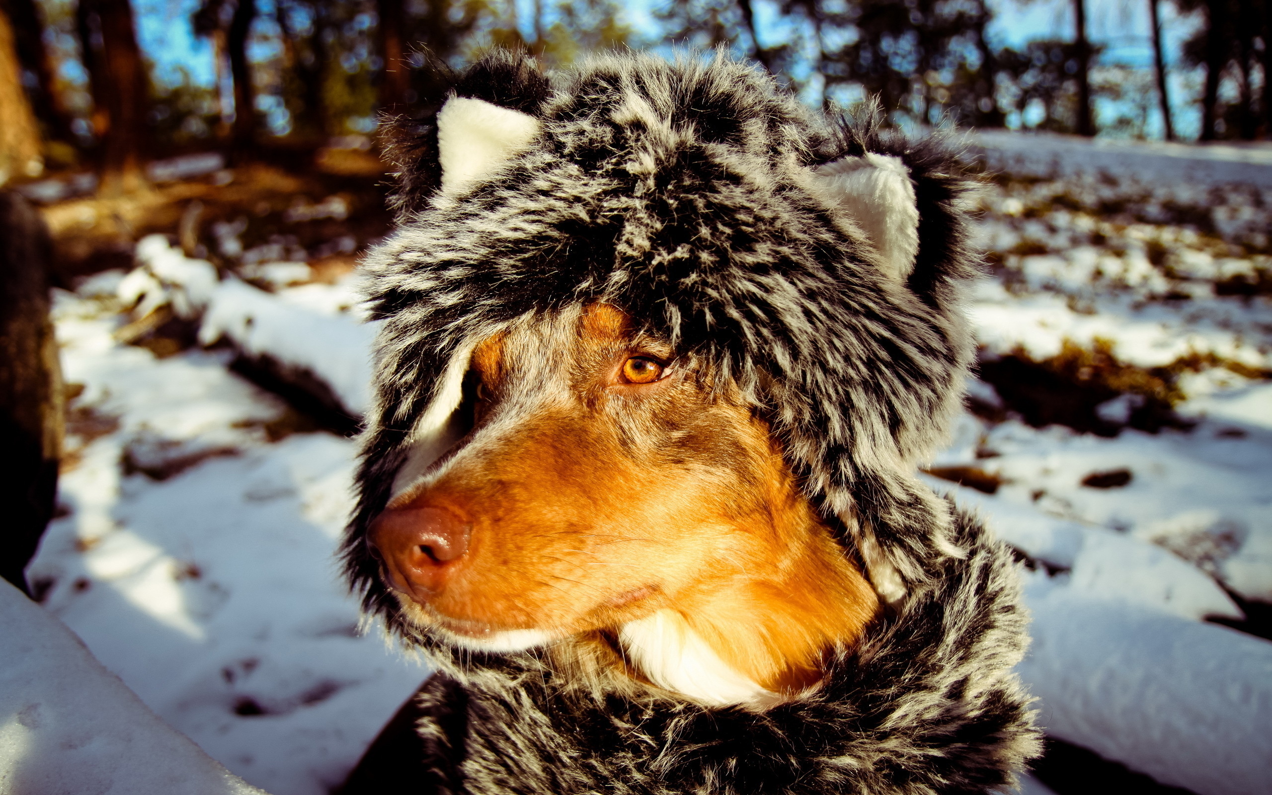 Обои снег, зима, собака, шубка, австралийская овчарка, snow, winter, dog, coat, australian shepherd разрешение 2560x1600 Загрузить