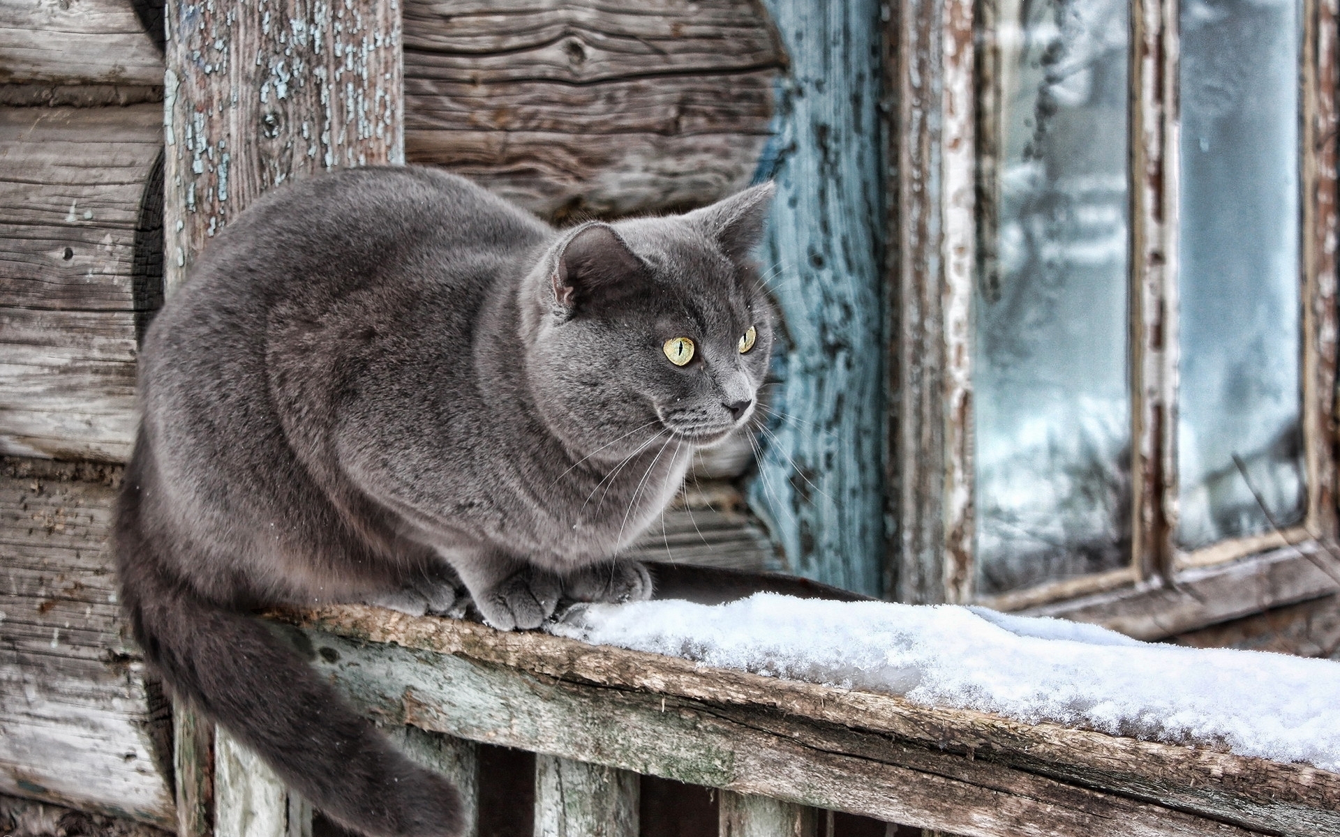 Обои снег, кот, кошка, дом, snow, cat, house разрешение 1920x1200 Загрузить
