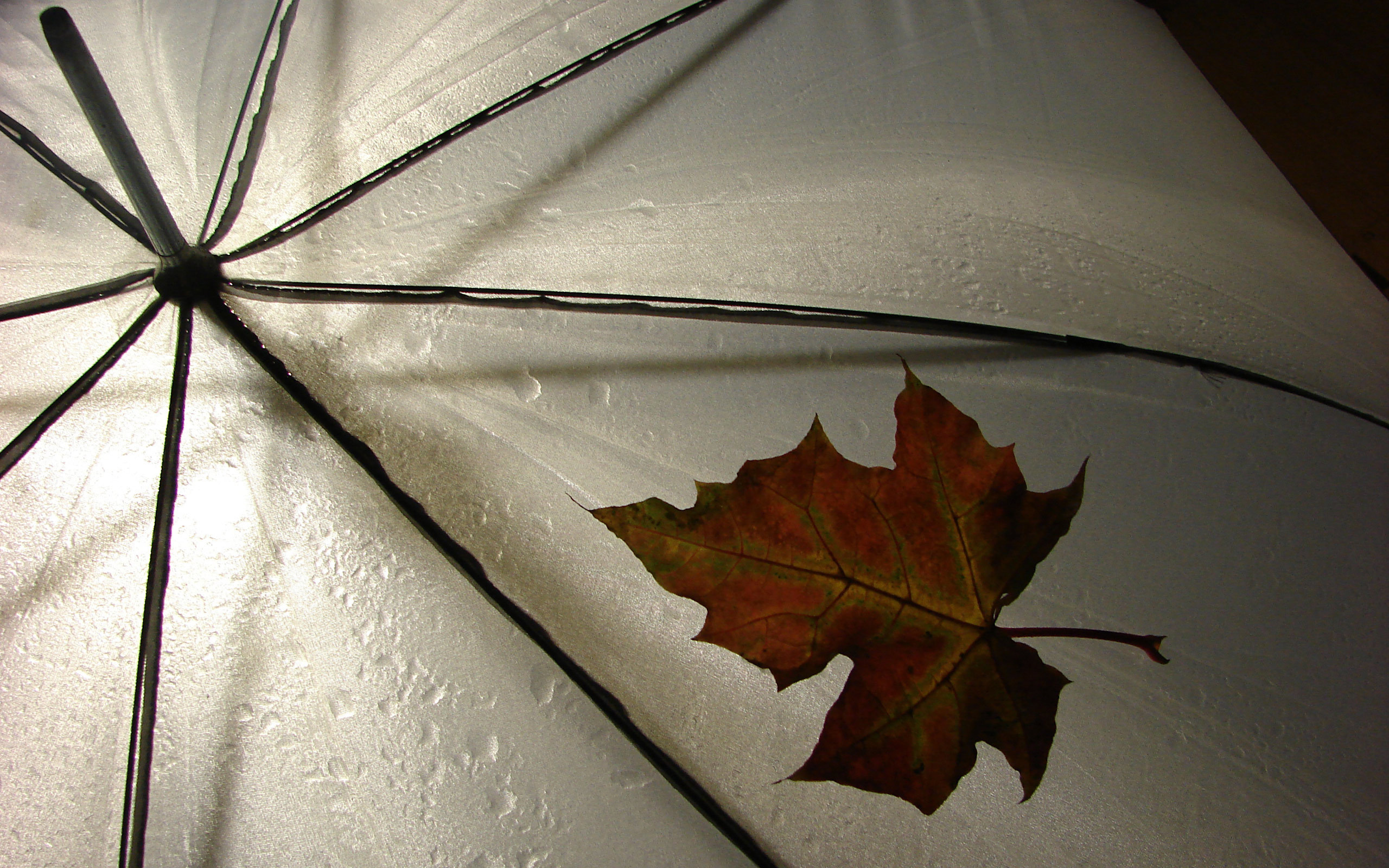 Обои макро, лист, дождь, зонтик, погода, macro, sheet, rain, umbrella, weather разрешение 2560x1600 Загрузить