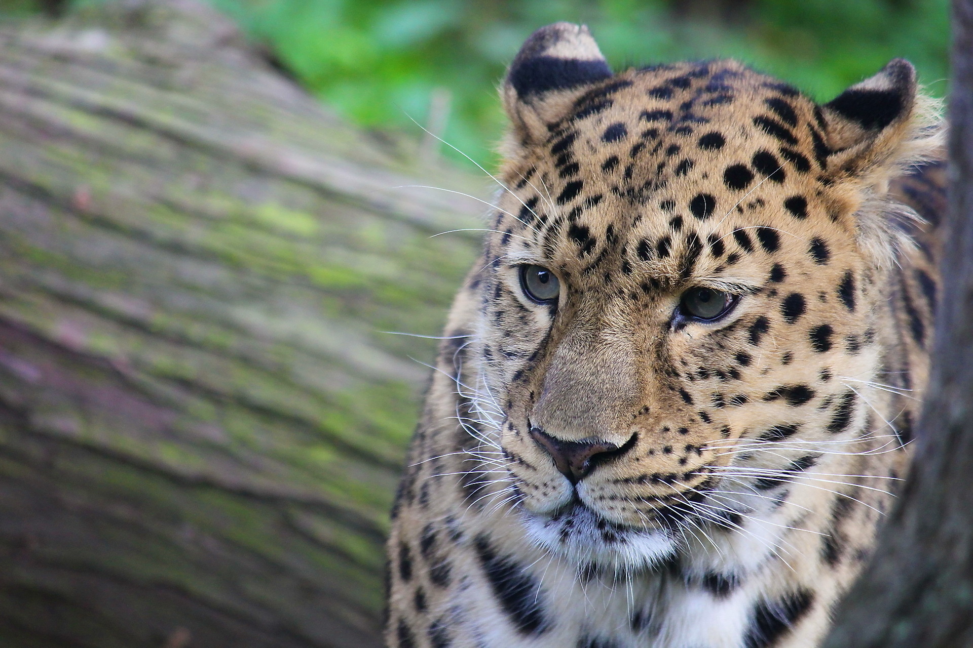 Обои морда, усы, взгляд, леопард, хищник, face, mustache, look, leopard, predator разрешение 1920x1280 Загрузить