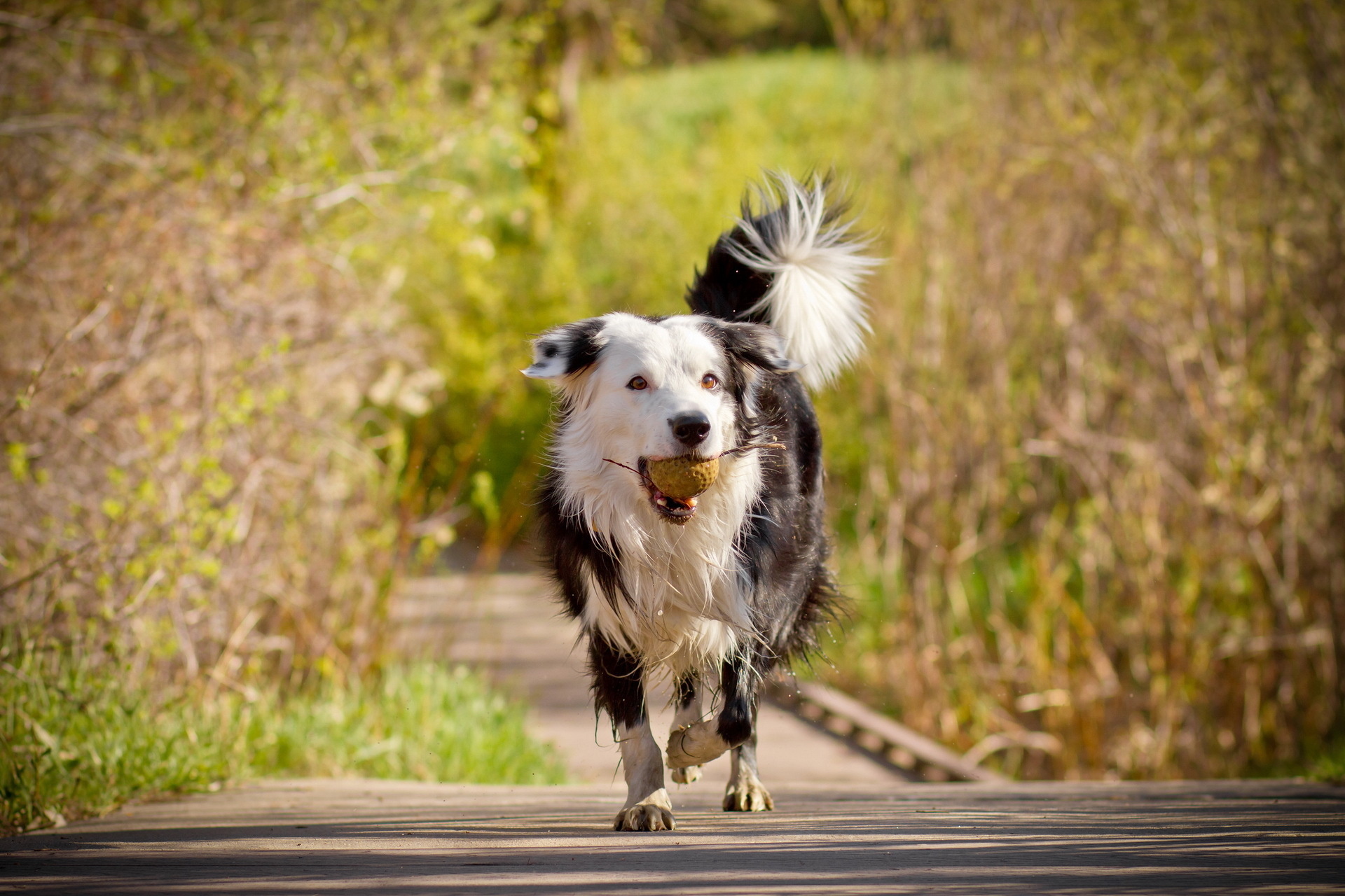 Обои деревья, мост, собака, друг, мяч, бордер-колли, trees, bridge, dog, each, the ball, the border collie разрешение 1920x1280 Загрузить