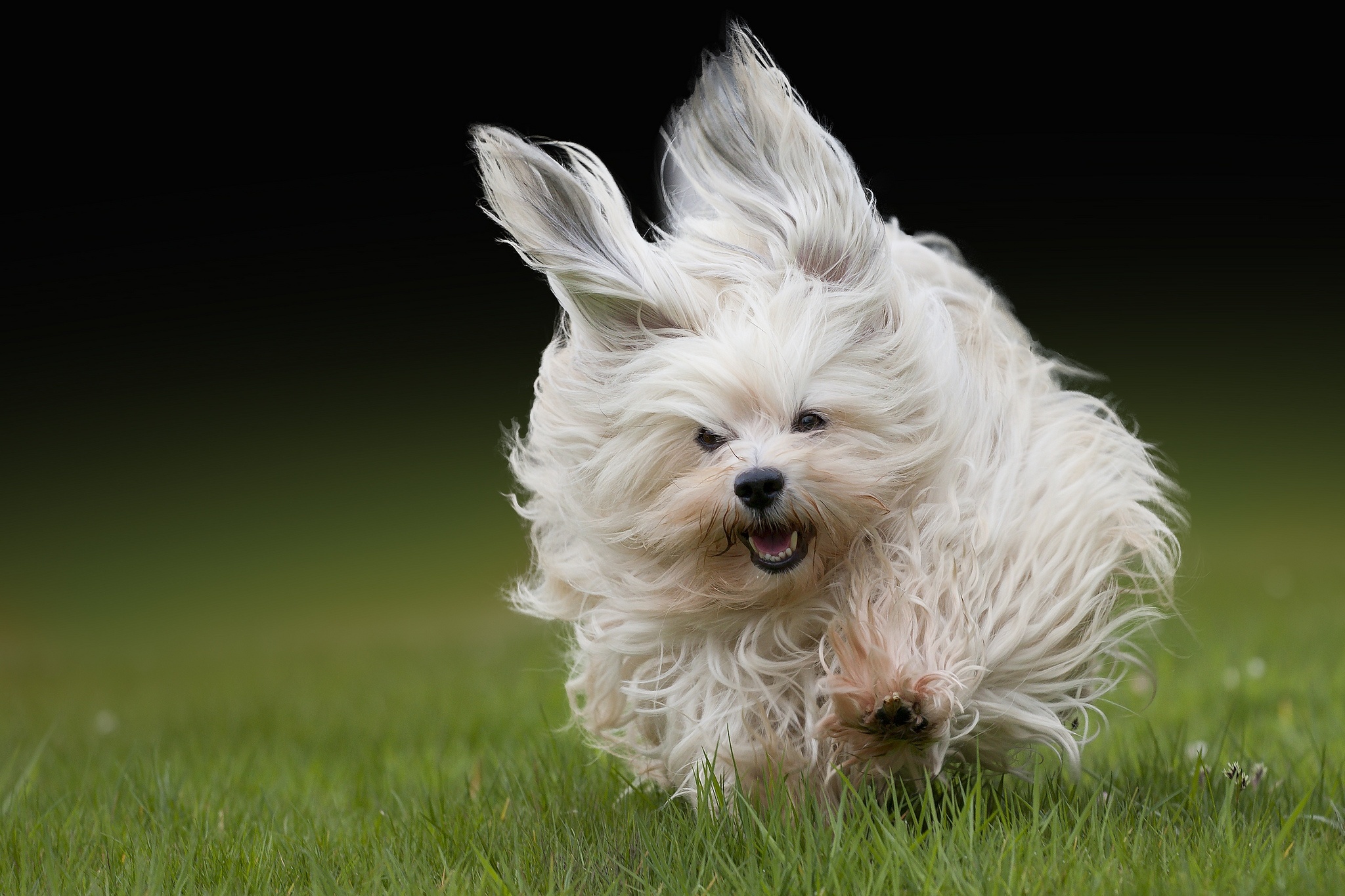 Обои трава, взгляд, собака, прыжок, бег, гаванский бишон, grass, look, dog, jump, running, the havanese разрешение 2048x1365 Загрузить