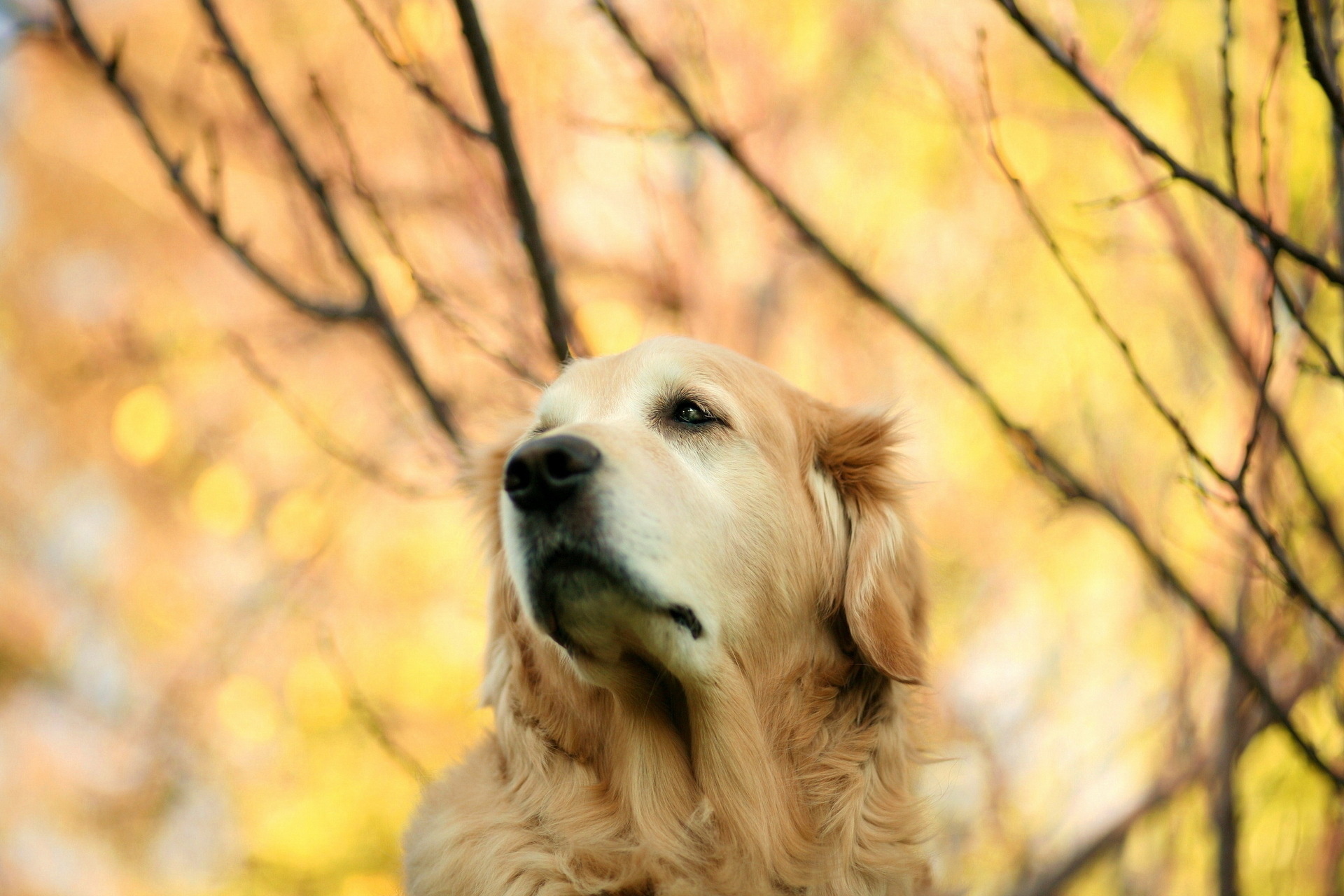 Обои взгляд, осень, собака, золотистый ретривер, look, autumn, dog, golden retriever разрешение 1920x1280 Загрузить