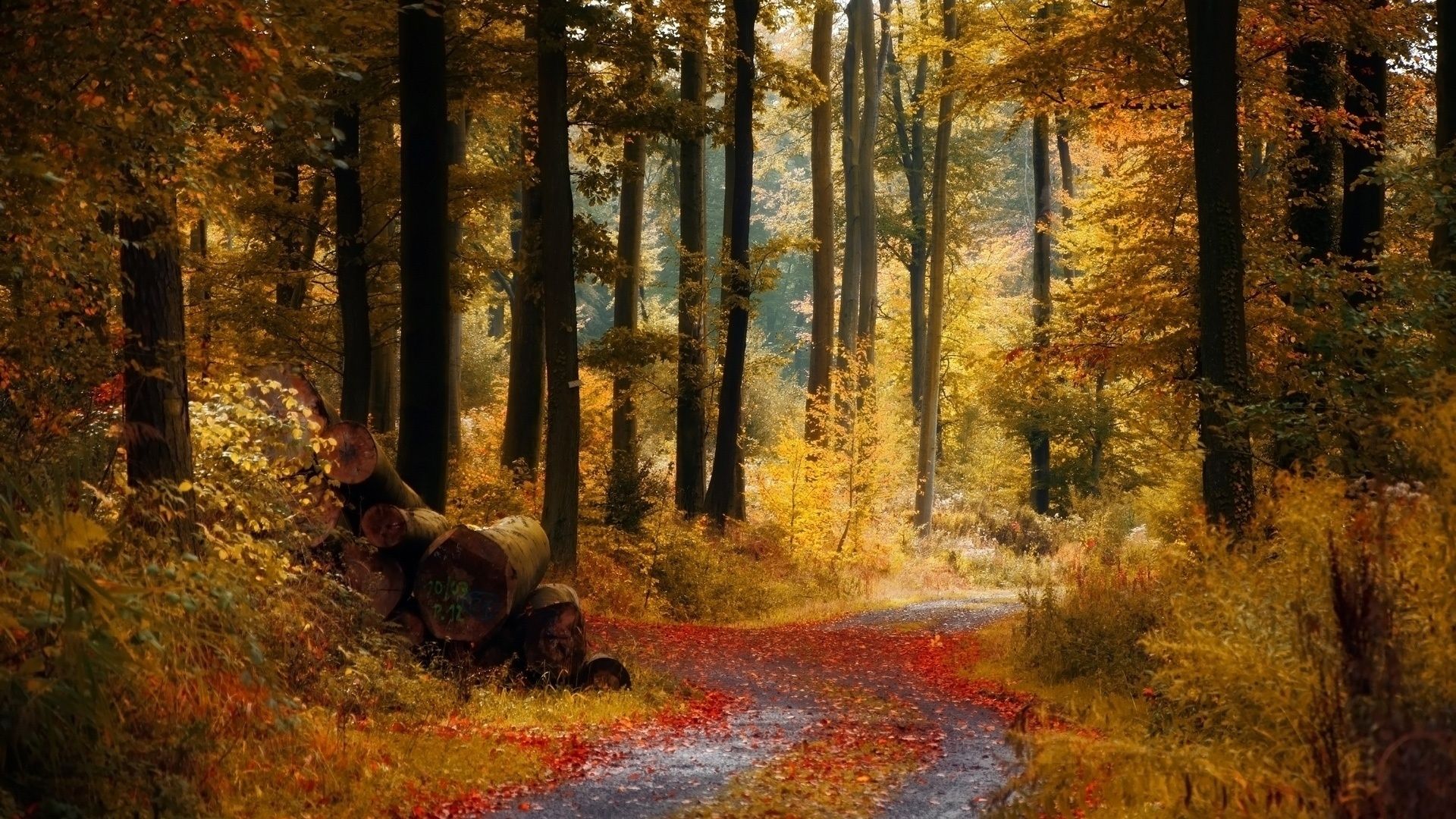 Обои дорога, деревья, лес, осень, тропинка, бревна, road, trees, forest, autumn, path, logs разрешение 1920x1080 Загрузить