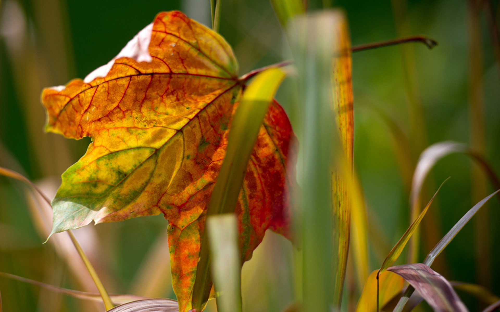 Обои трава, осень, лист, grass, autumn, sheet разрешение 1920x1200 Загрузить