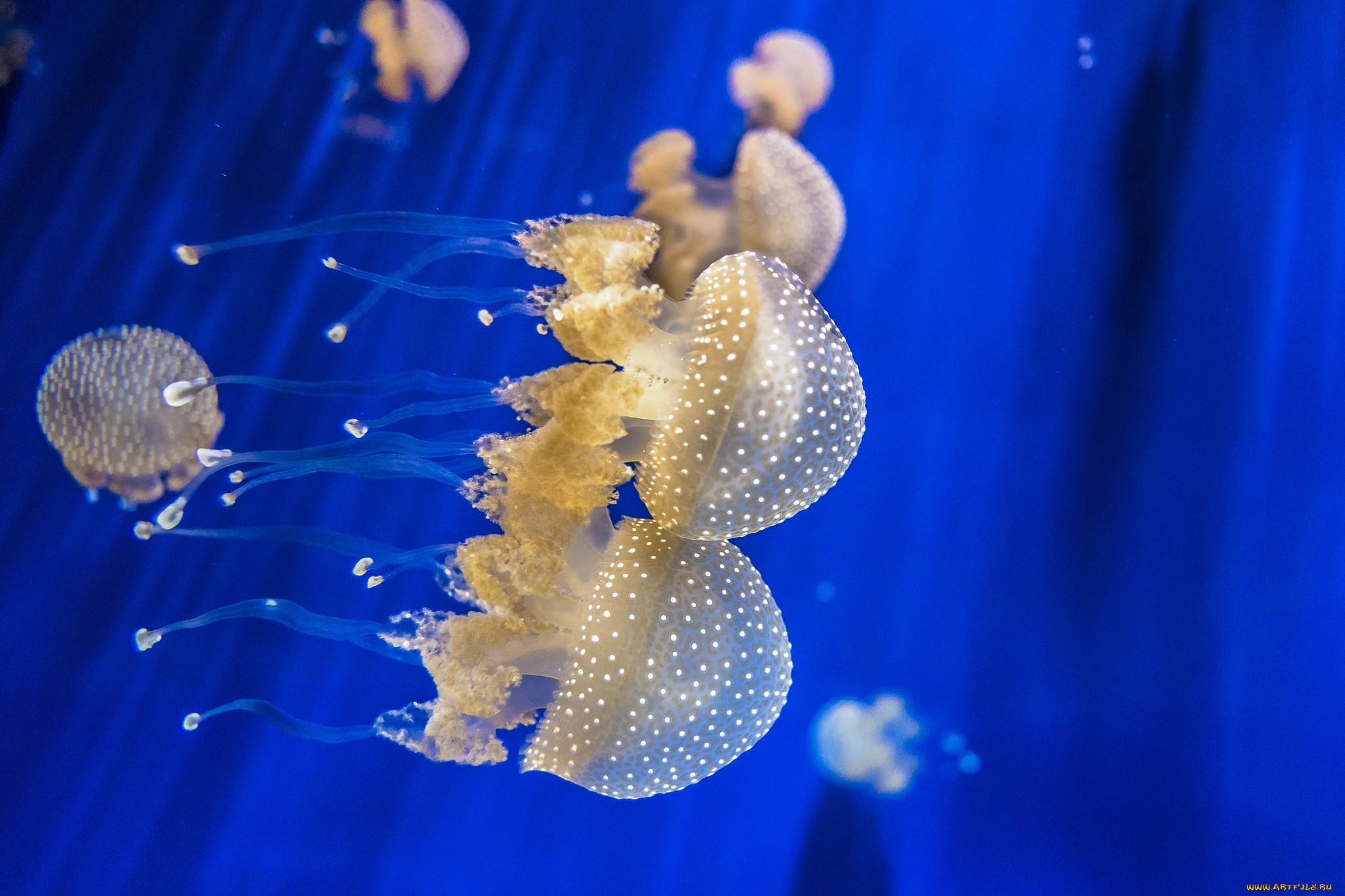 Обои щупальца, медузы, подводный мир, tentacles, jellyfish, underwater world разрешение 2048x1365 Загрузить