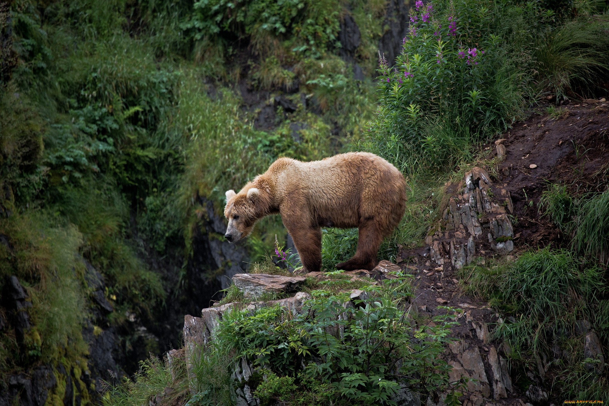 Обои природа, лес, медведь, обрыв, nature, forest, bear, open разрешение 2048x1365 Загрузить