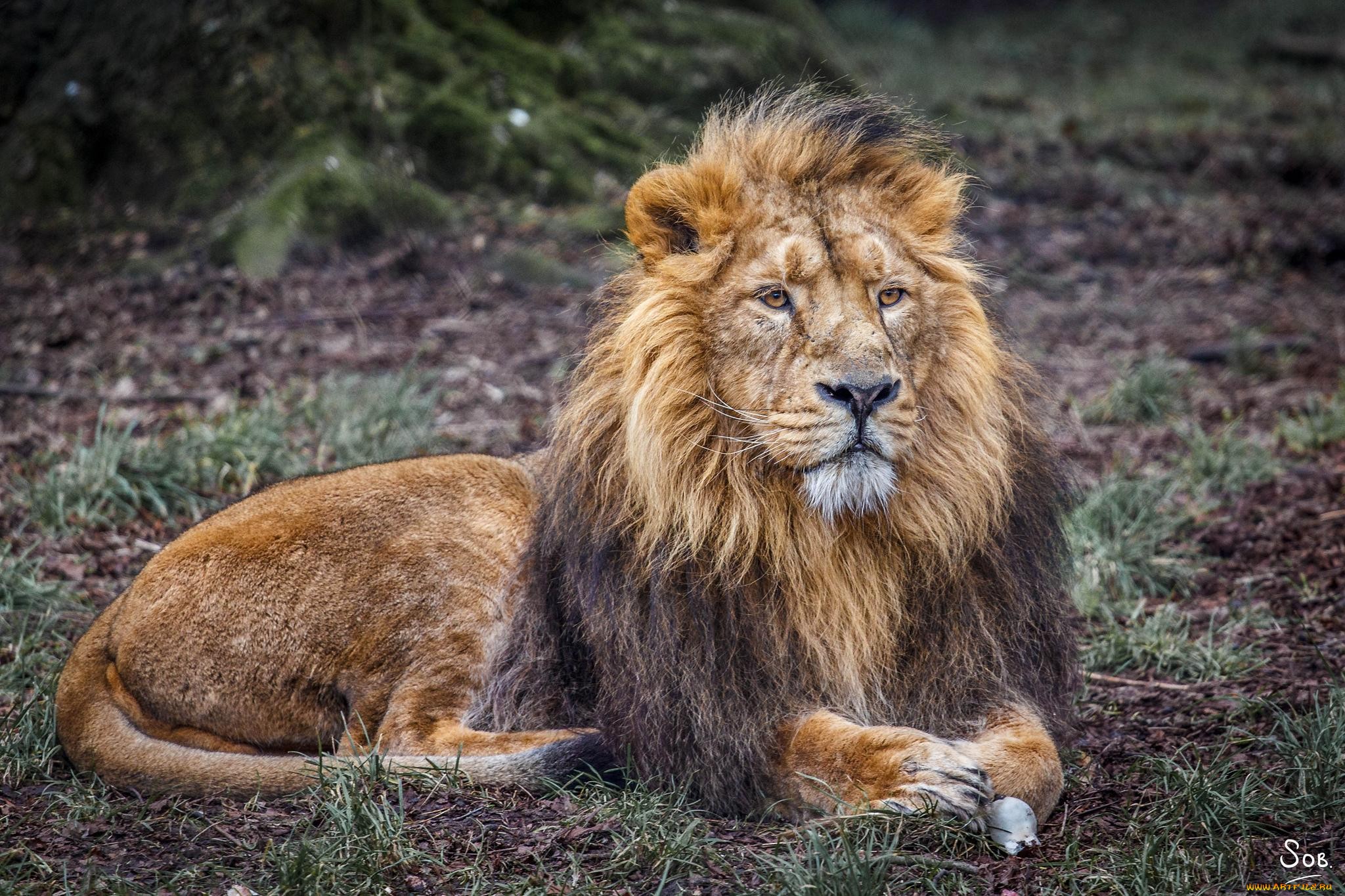 Обои лежит, хищник, львы, лев, царь зверей, lies, predator, lions, leo, the king of beasts разрешение 2048x1365 Загрузить