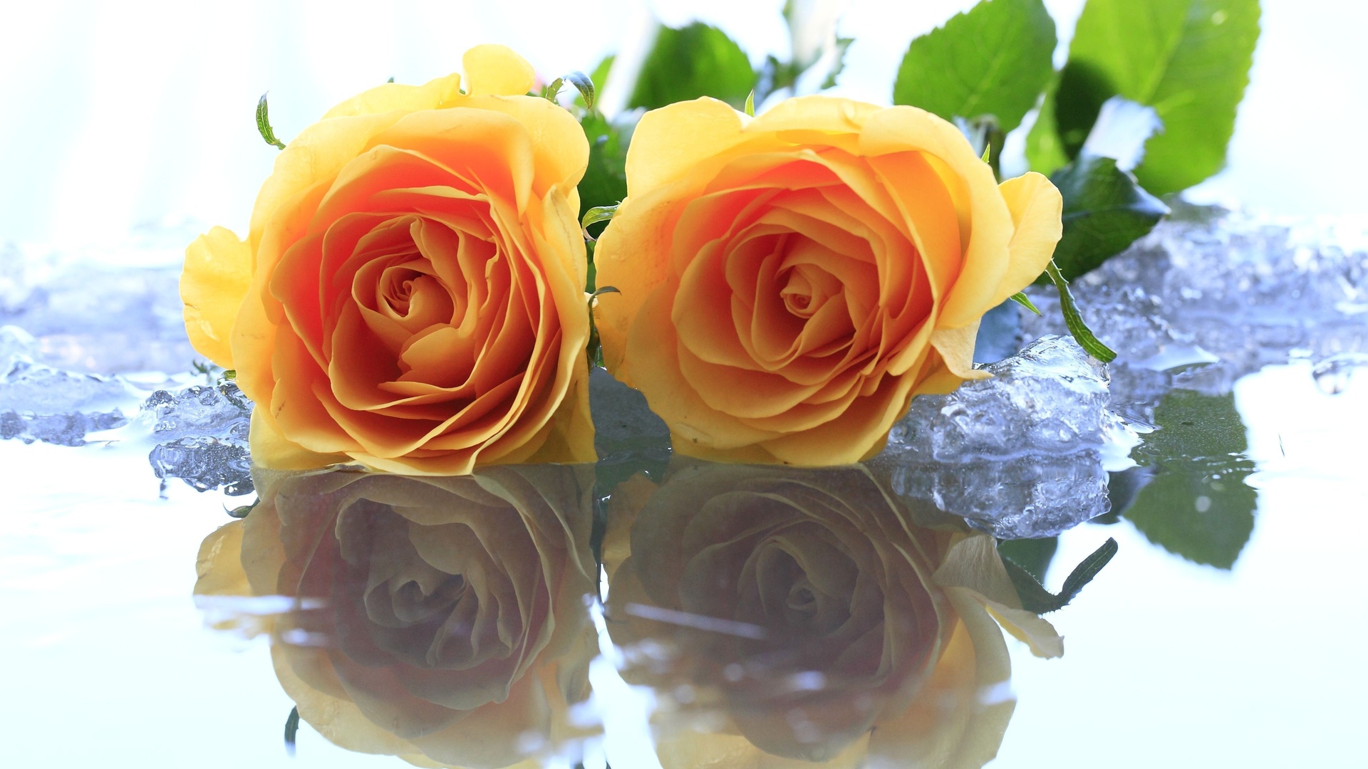 Обои цветы, вода, желтый, розы, лёд, flowers, water, yellow, roses, ice разрешение 1920x1080 Загрузить