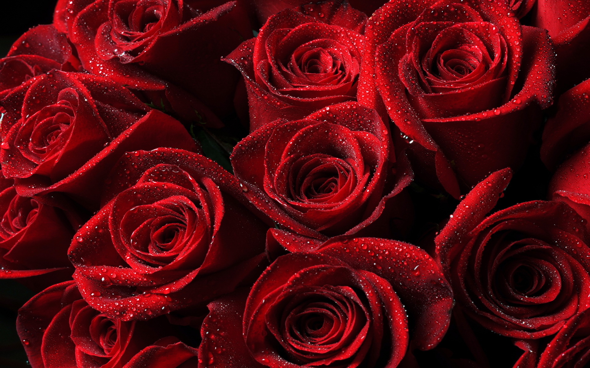 Обои капли, розы, красные, букет, drops, roses, red, bouquet разрешение 1920x1200 Загрузить