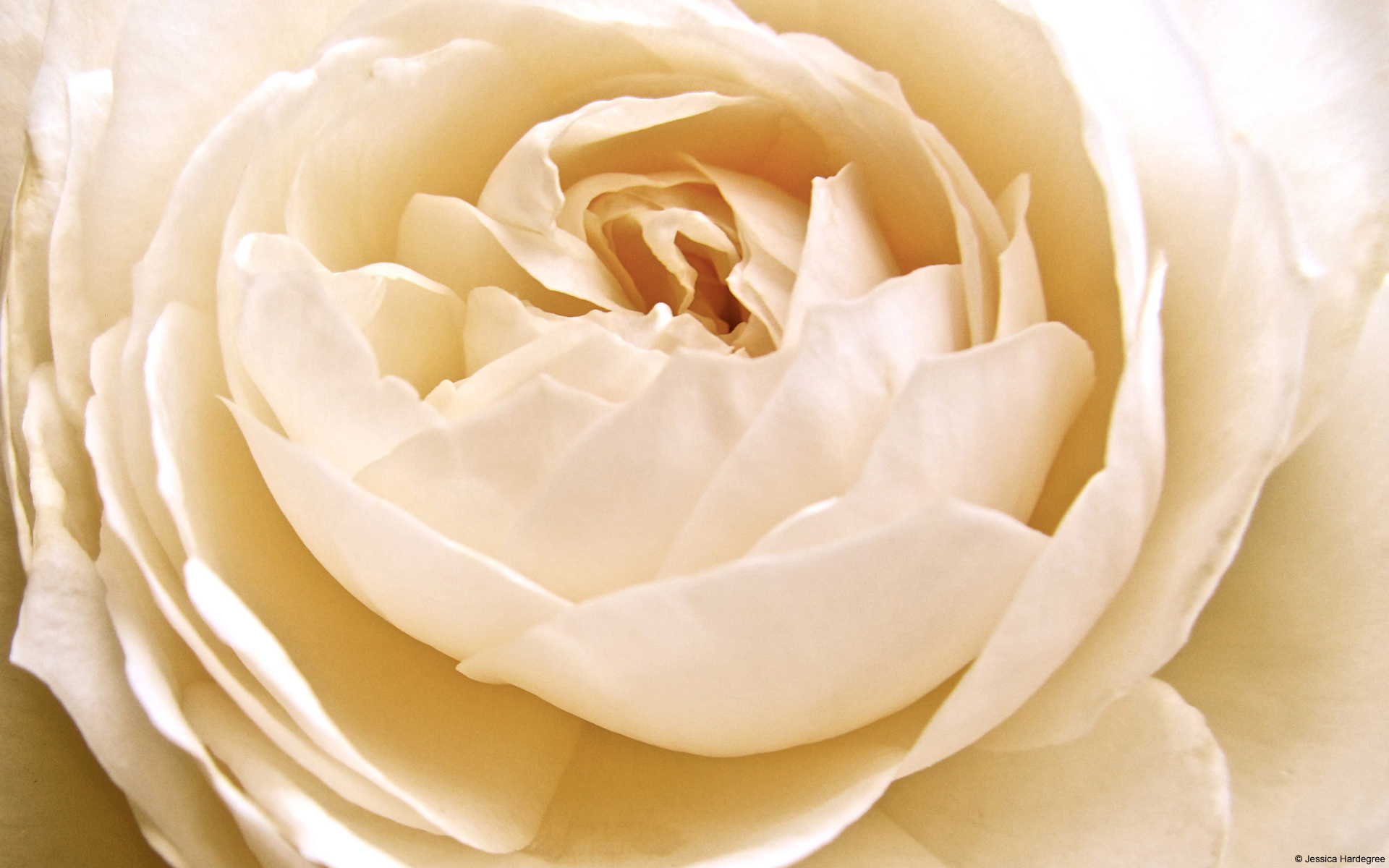 Обои белая роза, white rose разрешение 1920x1200 Загрузить