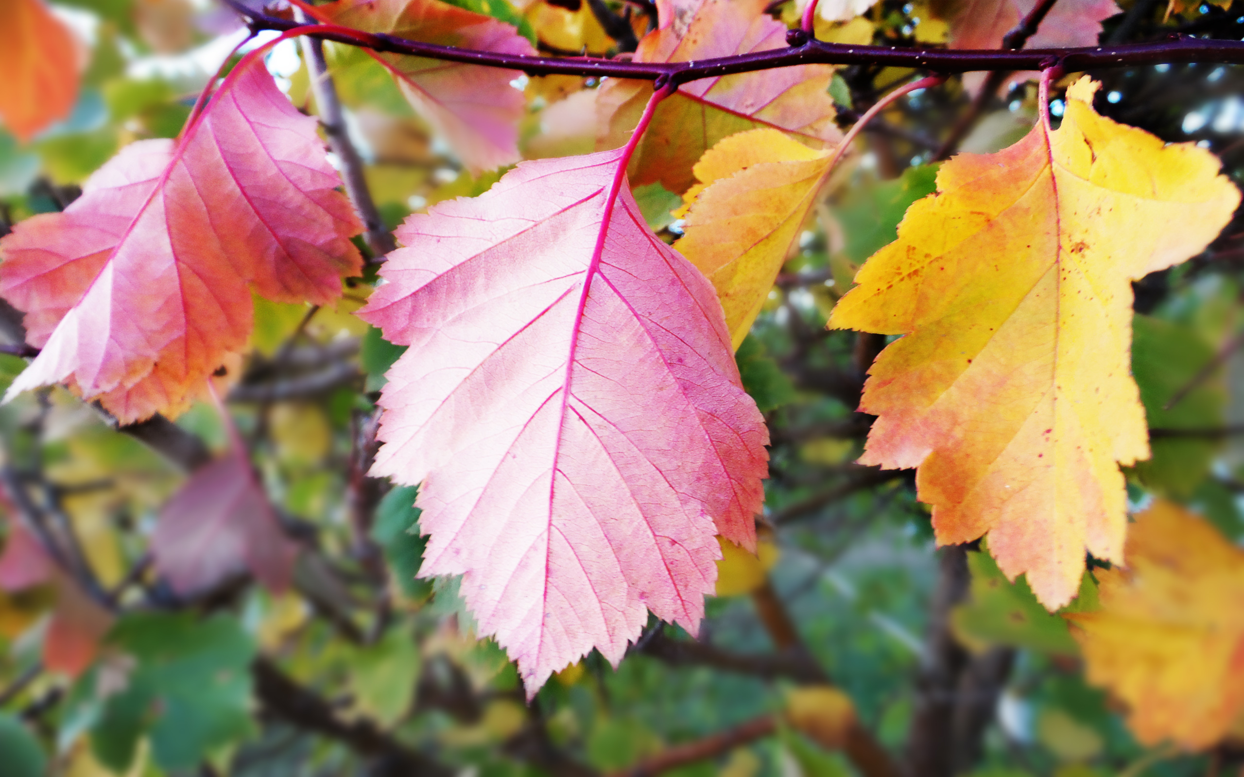 Обои листья, осень, крупный план, leaves, autumn, close-up разрешение 2560x1600 Загрузить