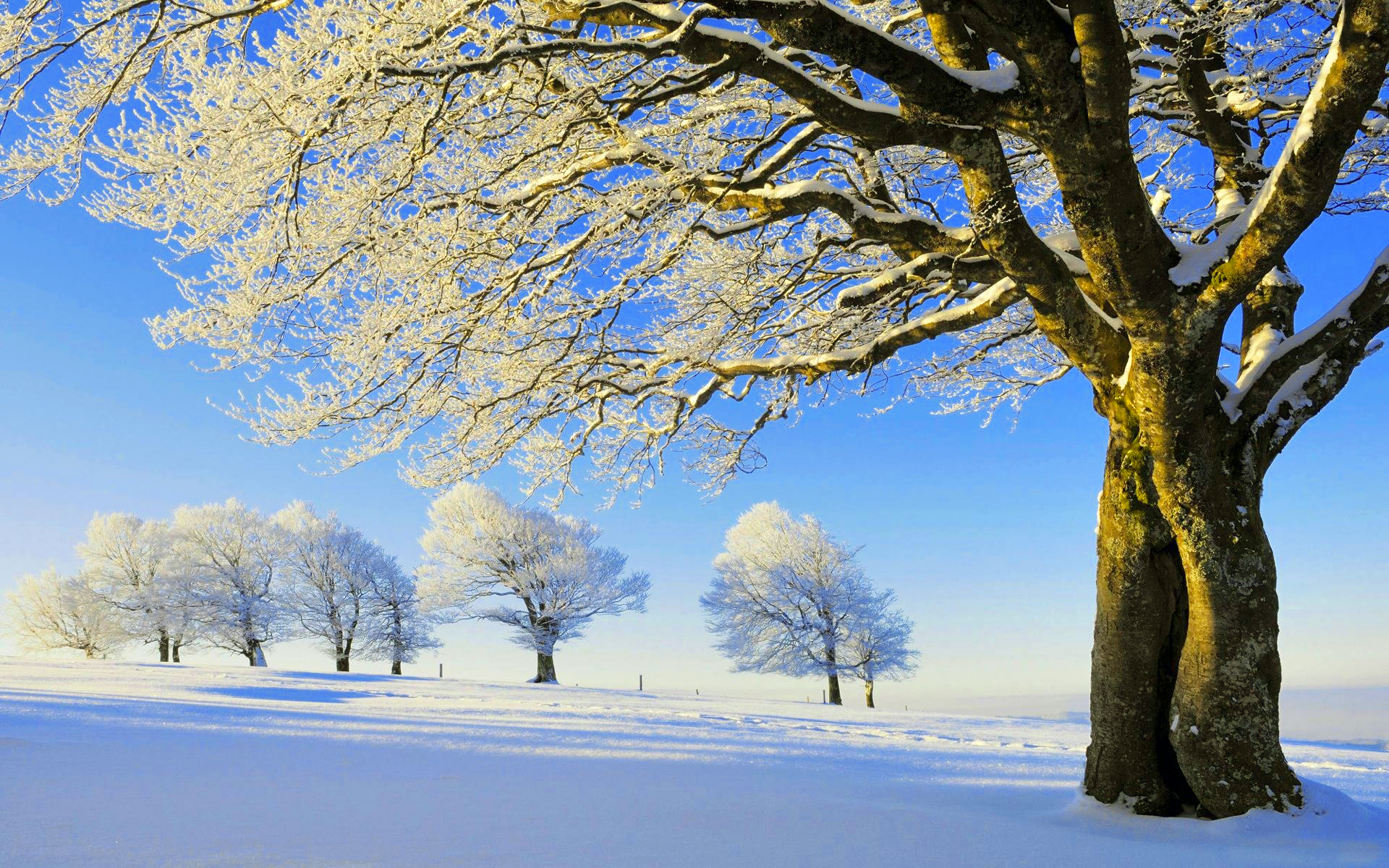 Обои деревья, снег, дерево, зима, поле, ветки, иней, trees, snow, tree, winter, field, branches, frost разрешение 1920x1200 Загрузить