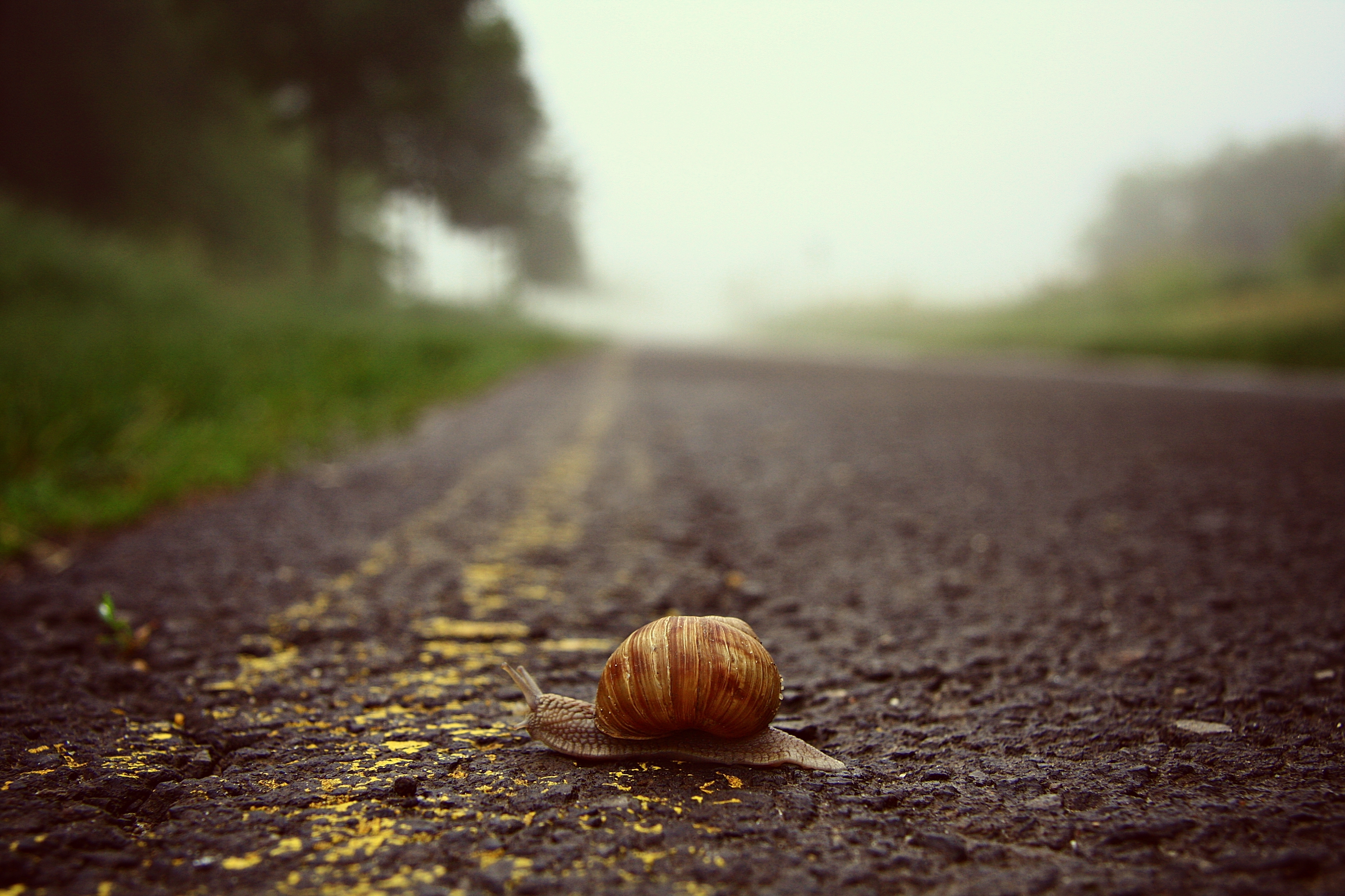 Обои дорога, макро, ползет, улитка, road, macro, crawling, snail разрешение 3888x2592 Загрузить