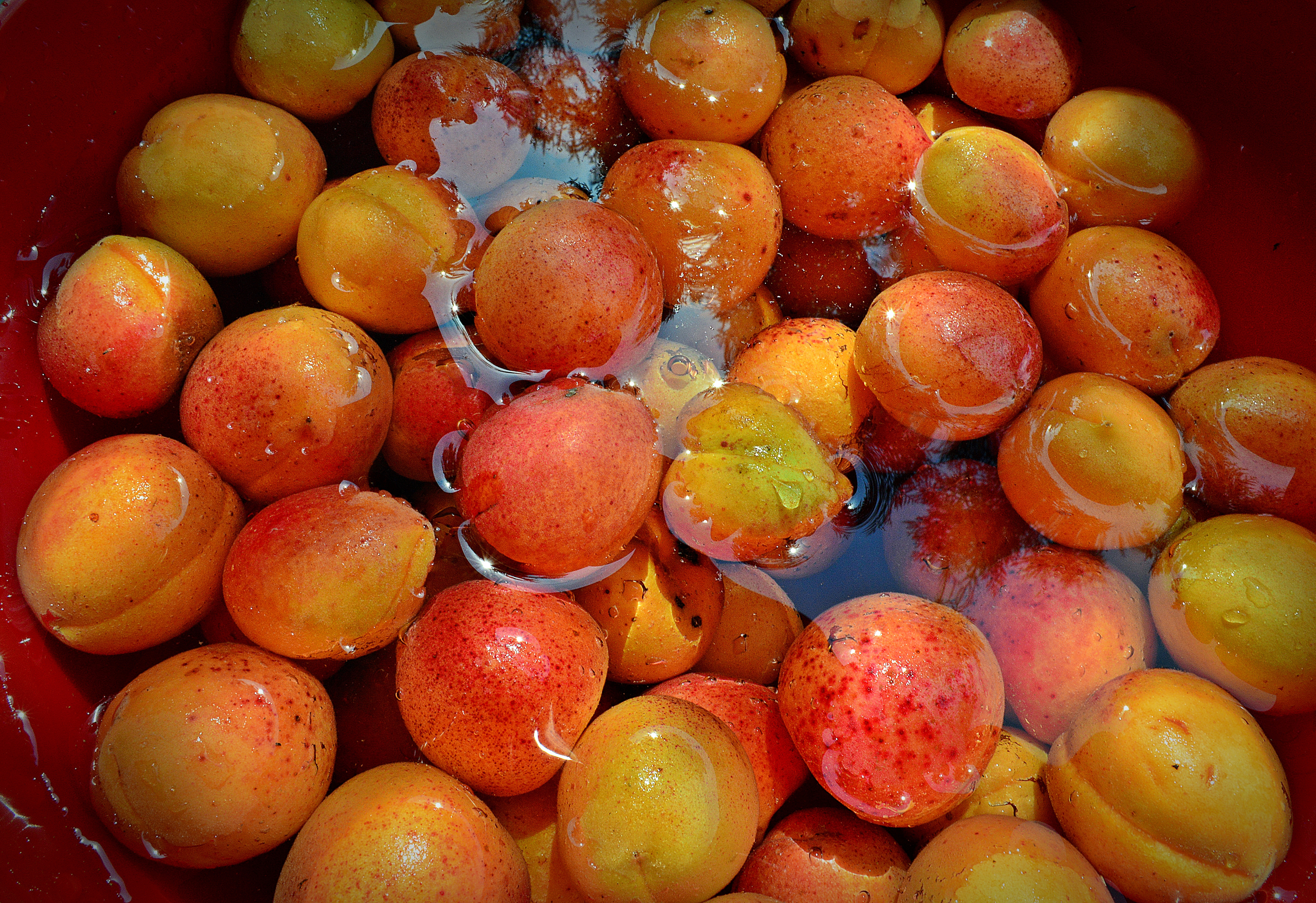 Обои вода, фрукты, урожай, абрикосы, water, fruit, harvest, apricots разрешение 2880x1975 Загрузить