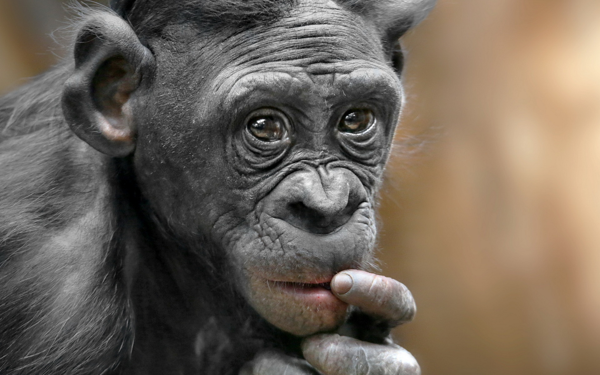 Обои природа, обезьяна, примат, карликовый шимпанзе, nature, monkey, the primacy of, pygmy chimpanzee разрешение 1920x1200 Загрузить