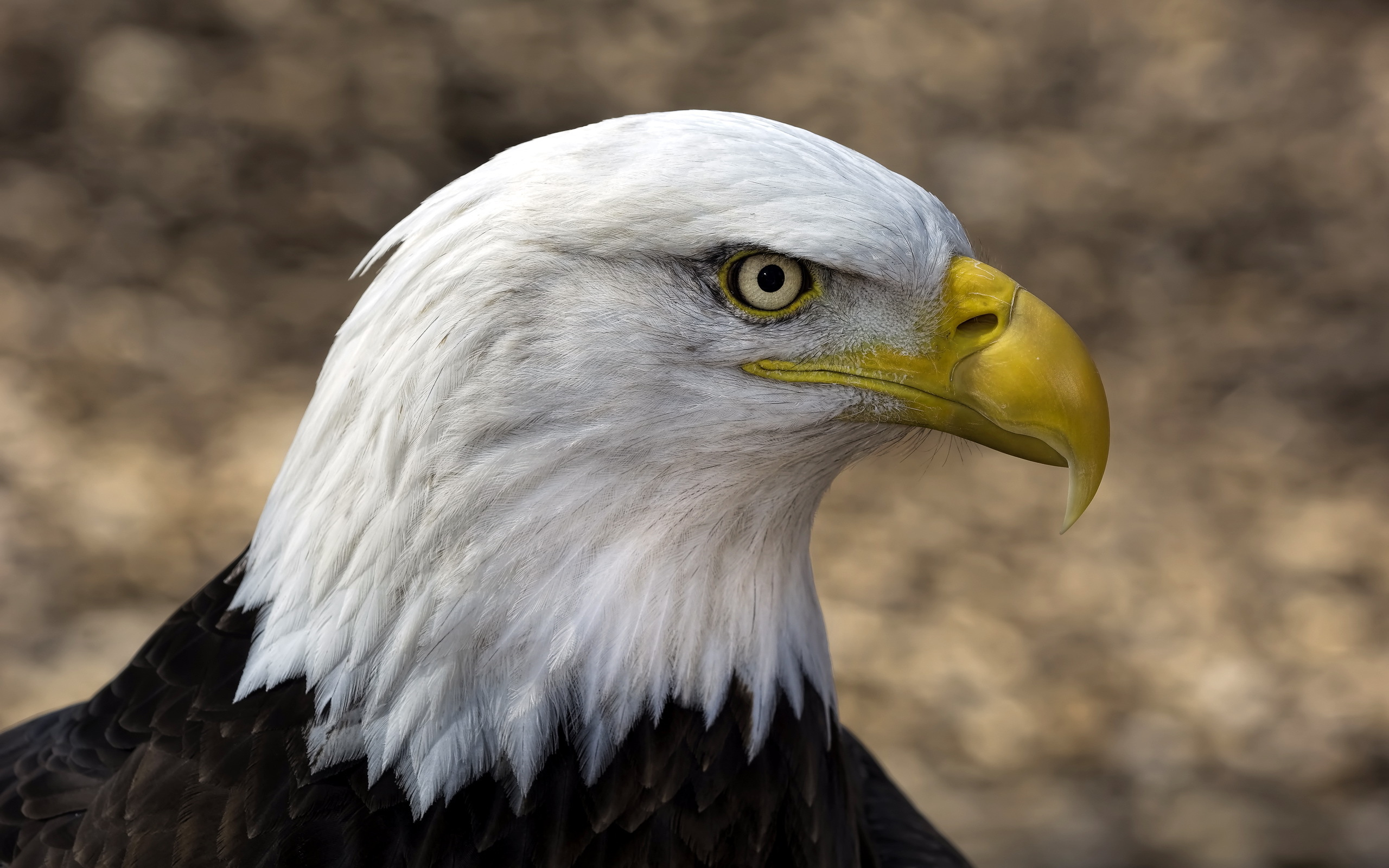 Обои фон, орел, птицы, клюв, белоголовый орлан, background, eagle, birds, beak, bald eagle разрешение 2560x1600 Загрузить