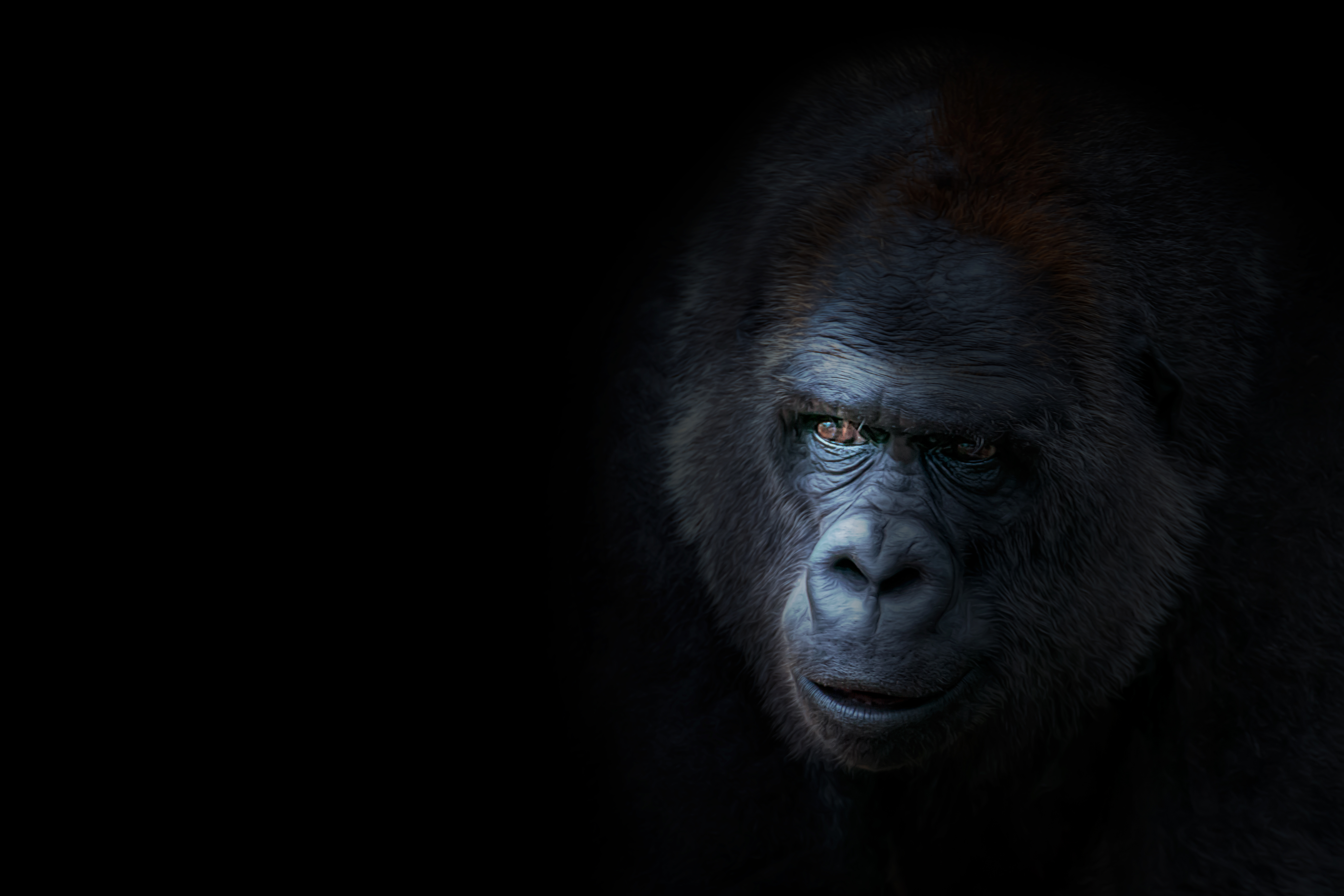 Обои взгляд, обезьяна, горилла, look, monkey, gorilla разрешение 5616x3744 Загрузить