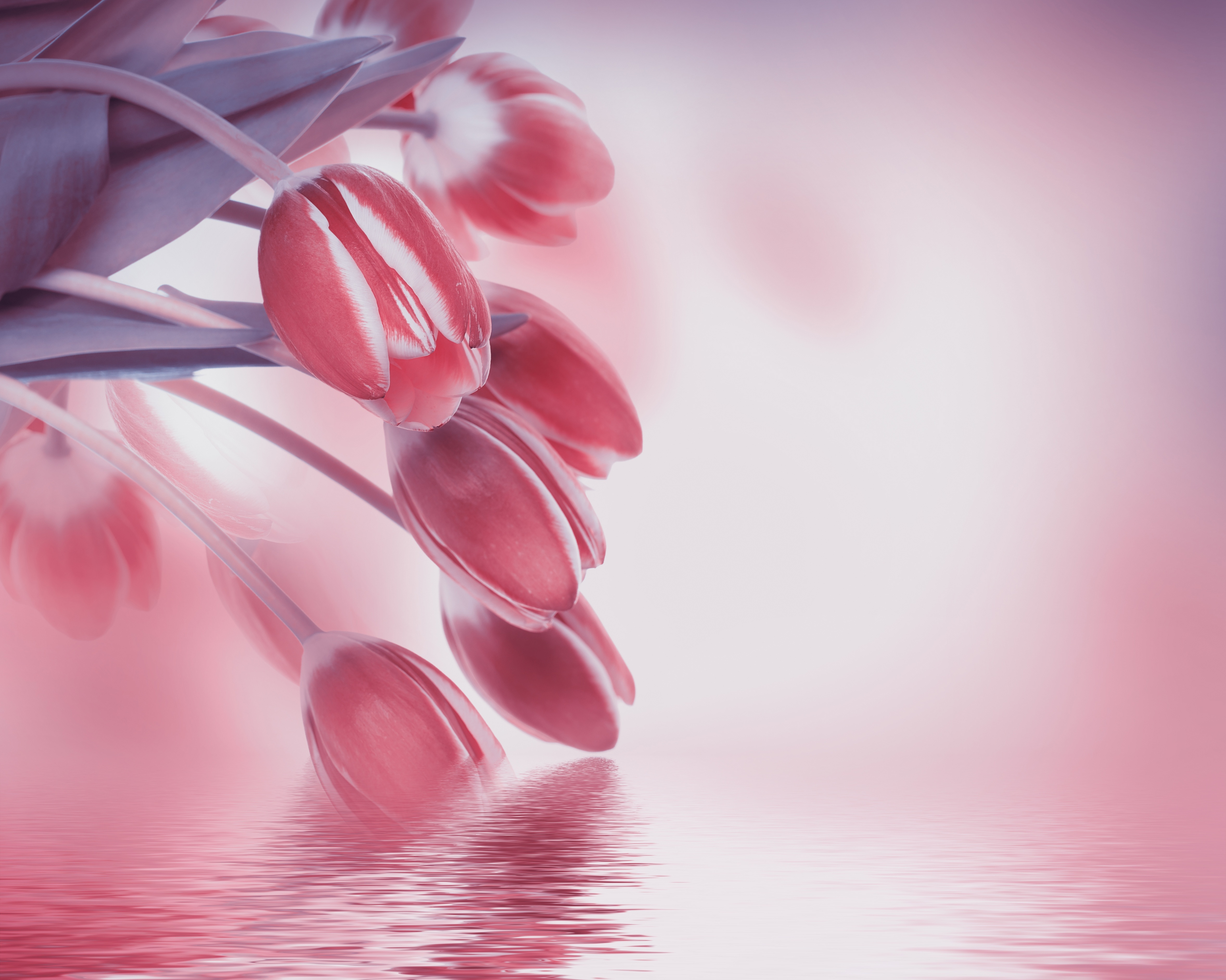 Обои цветы, отражение, тюльпаны, flowers, reflection, tulips разрешение 4712x3767 Загрузить