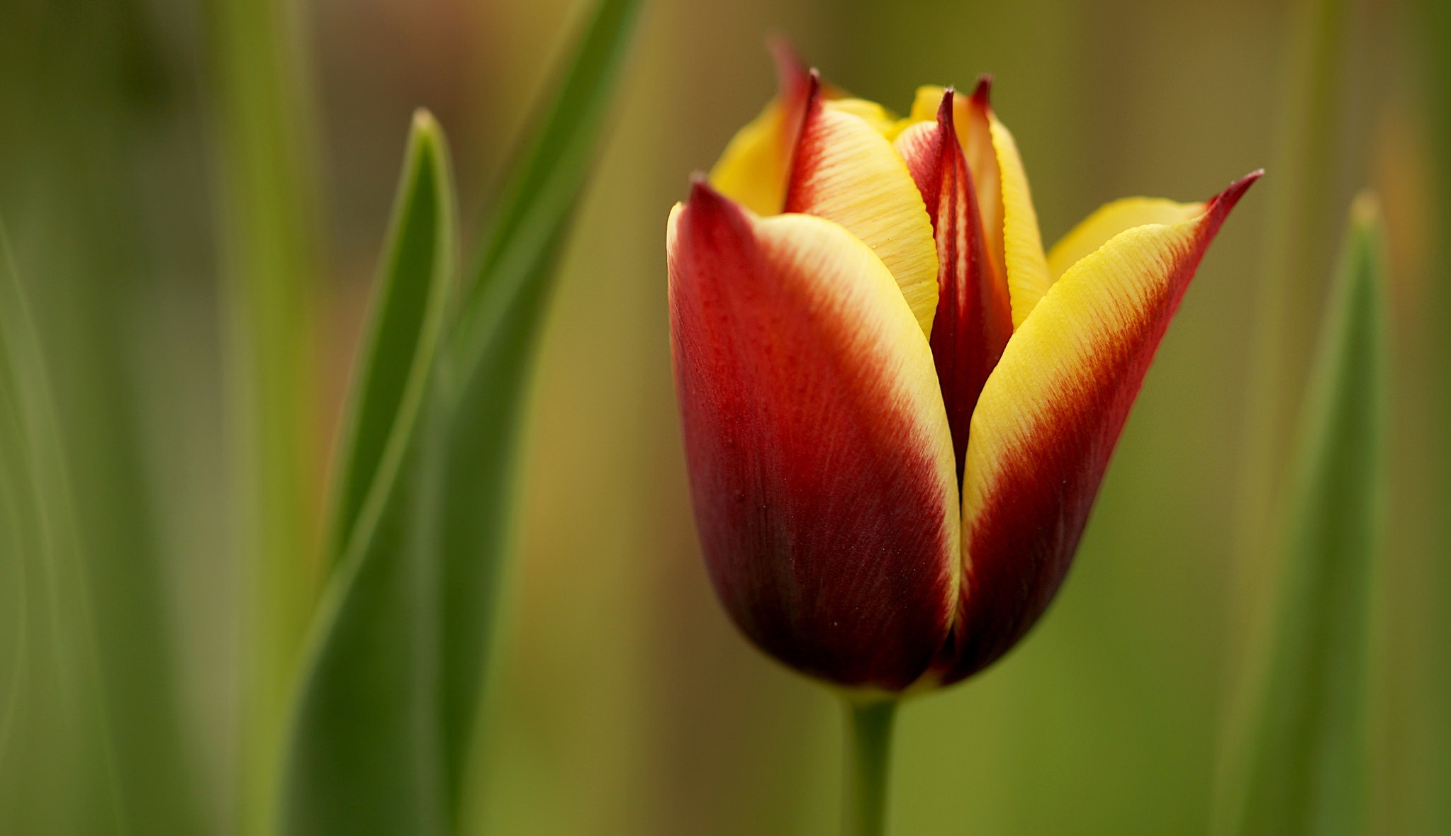Обои природа, макро, цветок, бутон, весна, тюльпан, nature, macro, flower, bud, spring, tulip разрешение 2047x1180 Загрузить