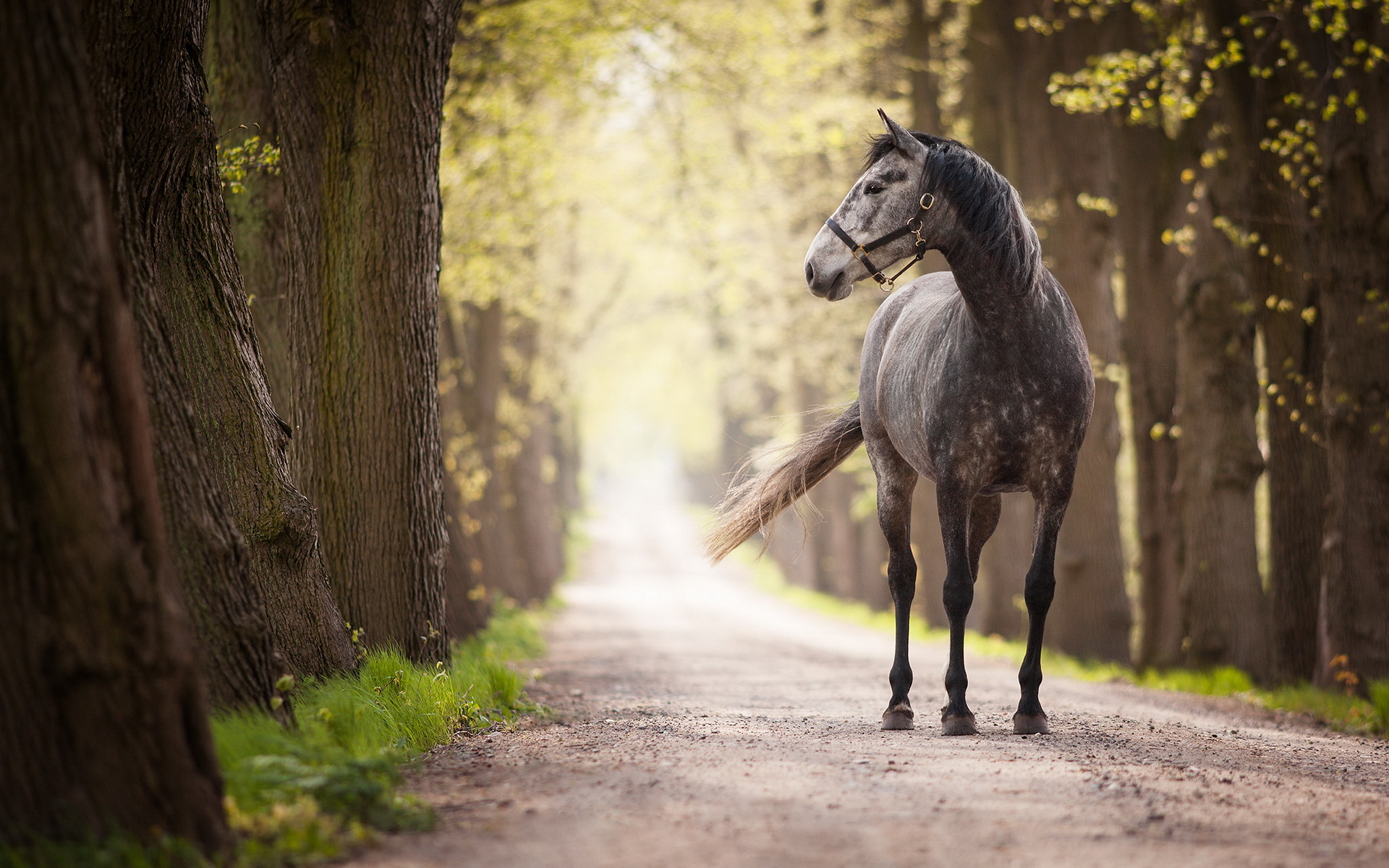 Обои дорога, лошадь, деревья, стволы, конь, аллея, road, horse, trees, trunks, alley разрешение 1920x1200 Загрузить