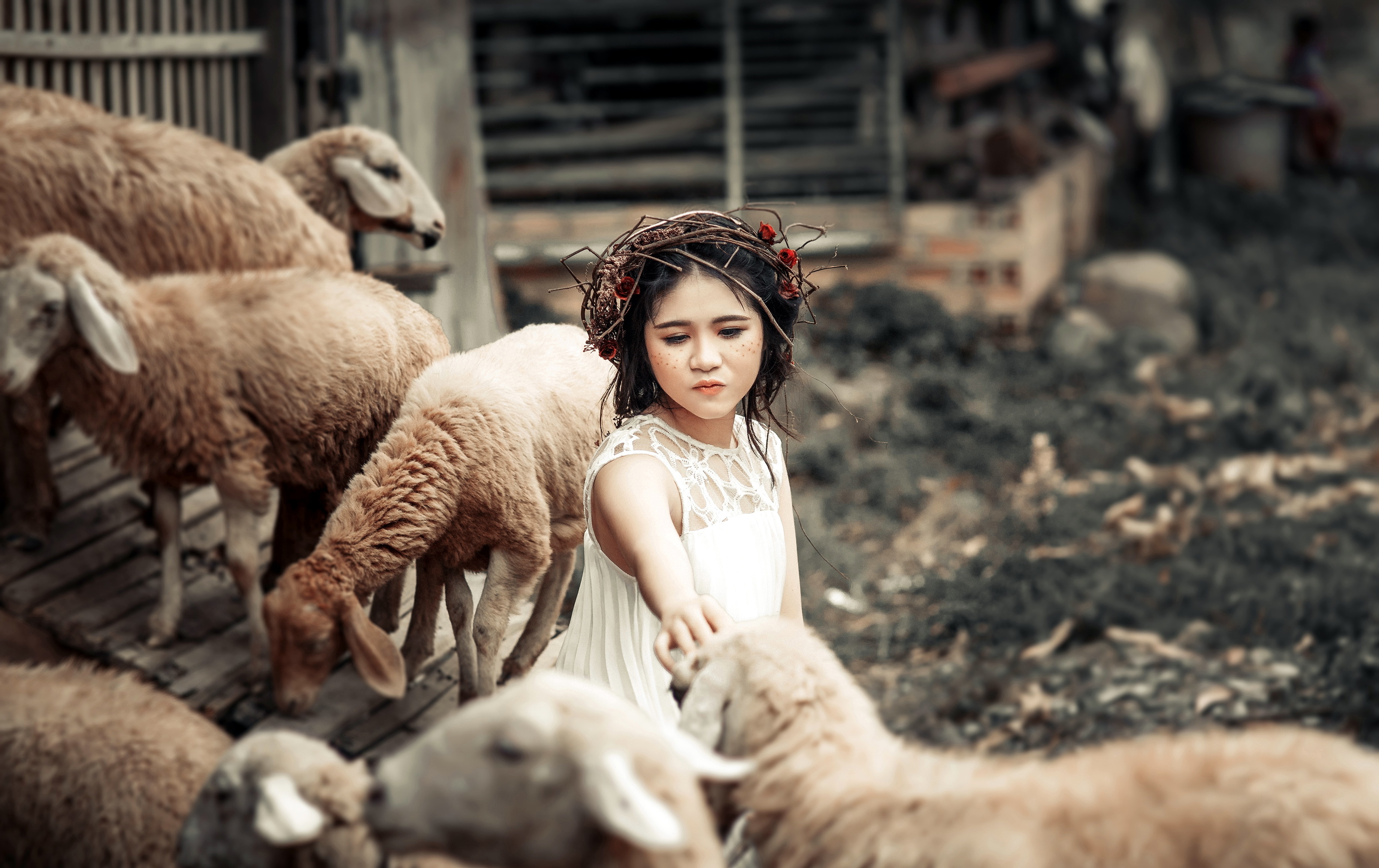 Обои животные, дети, девочка, забота, овцы, венок, animals, children, girl, care, sheep, wreath разрешение 3681x2318 Загрузить