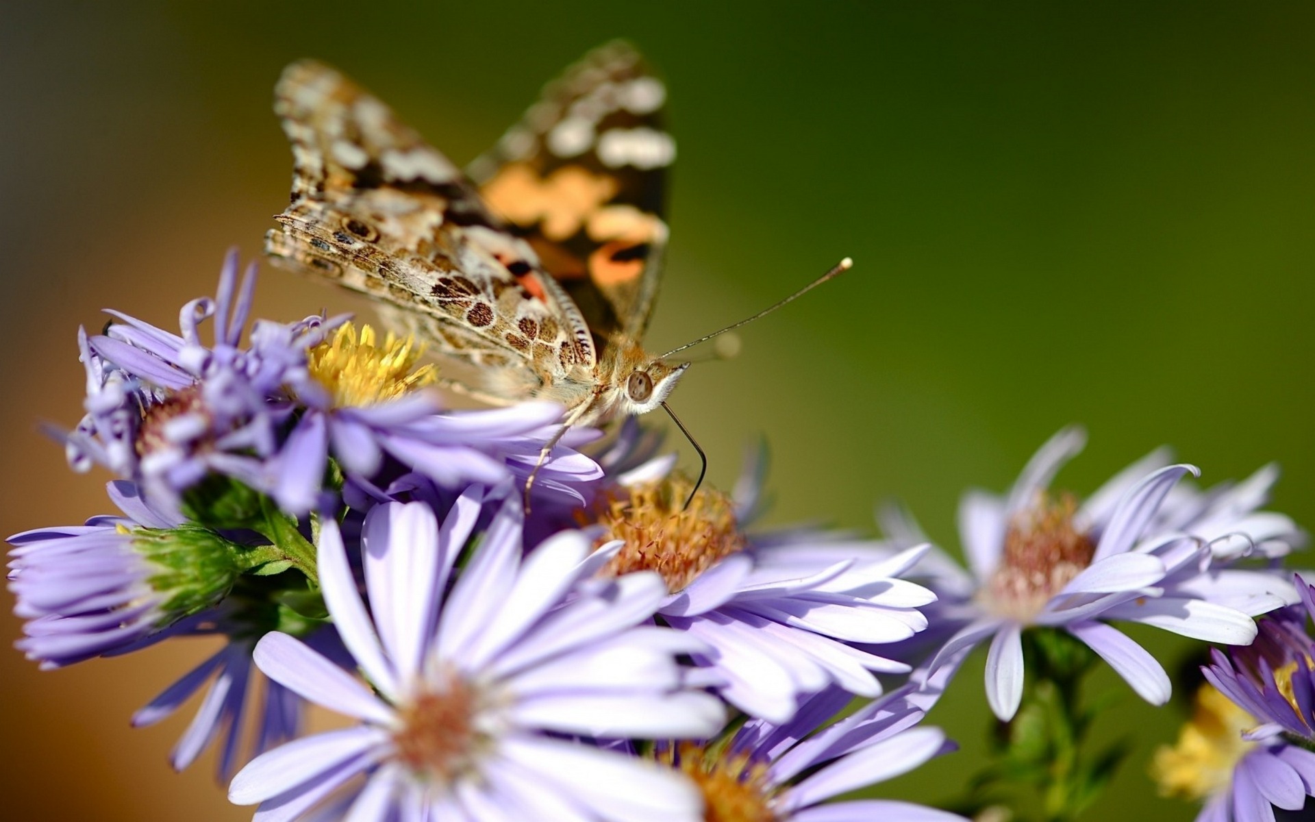 Обои цветы, природа, макро, бабочка, насекомые, flowers, nature, macro, butterfly, insects разрешение 1920x1200 Загрузить