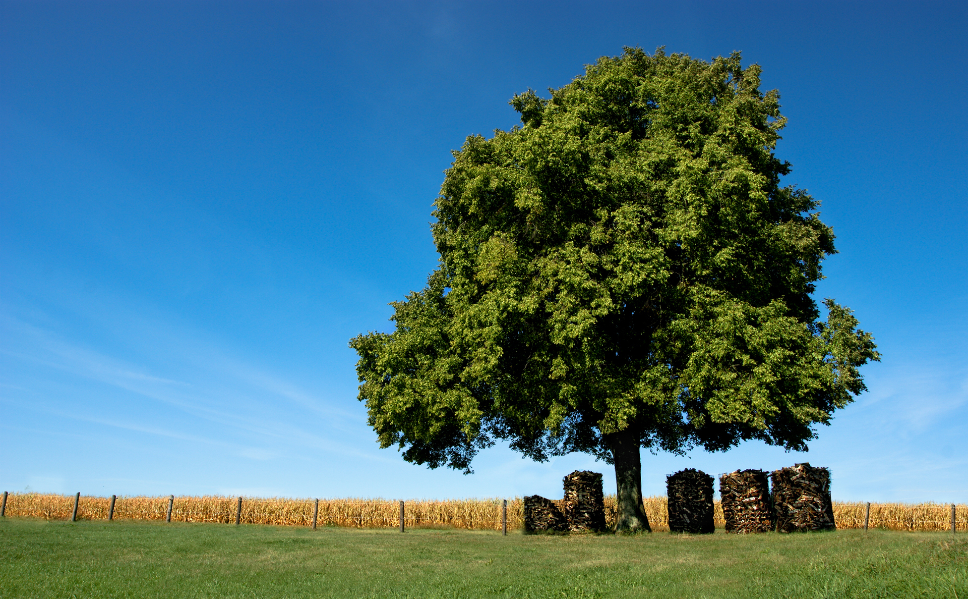 Обои небо, трава, природа, дерево, поле, забор, доски, бревна, the sky, grass, nature, tree, field, the fence, board, logs разрешение 1920x1187 Загрузить