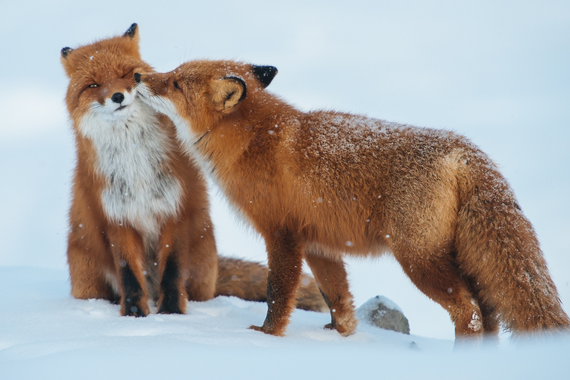 Обои снег, зима, животные, пара, хищники, лисы, snow, winter, animals, pair, predators, fox разрешение 1920x1281 Загрузить