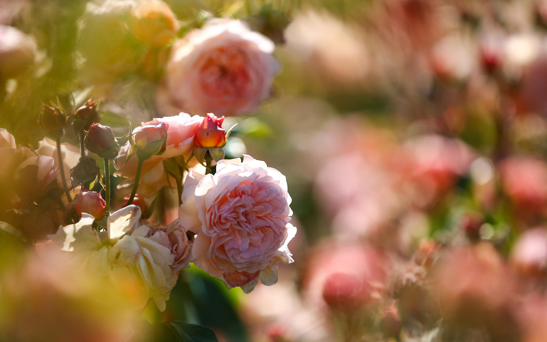 Обои цветы, природа, розы, клумба, flowers, nature, roses, flowerbed разрешение 1920x1200 Загрузить
