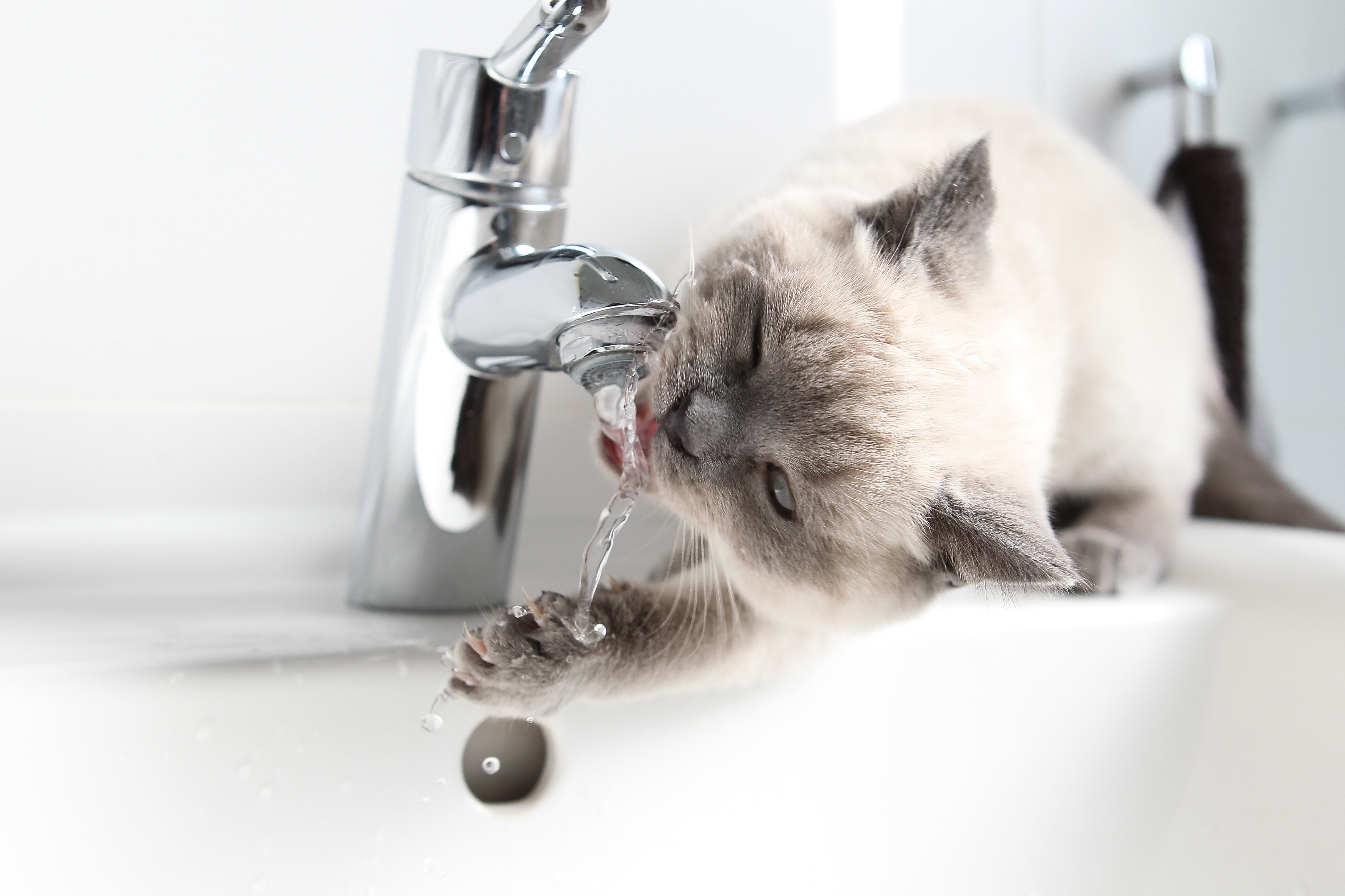 Обои вода, кошка, котенок, британский, жажда, кран, короткошерстный, смеситель, water, cat, kitty, british, thirst, crane, shorthair, mixer разрешение 4896x3264 Загрузить