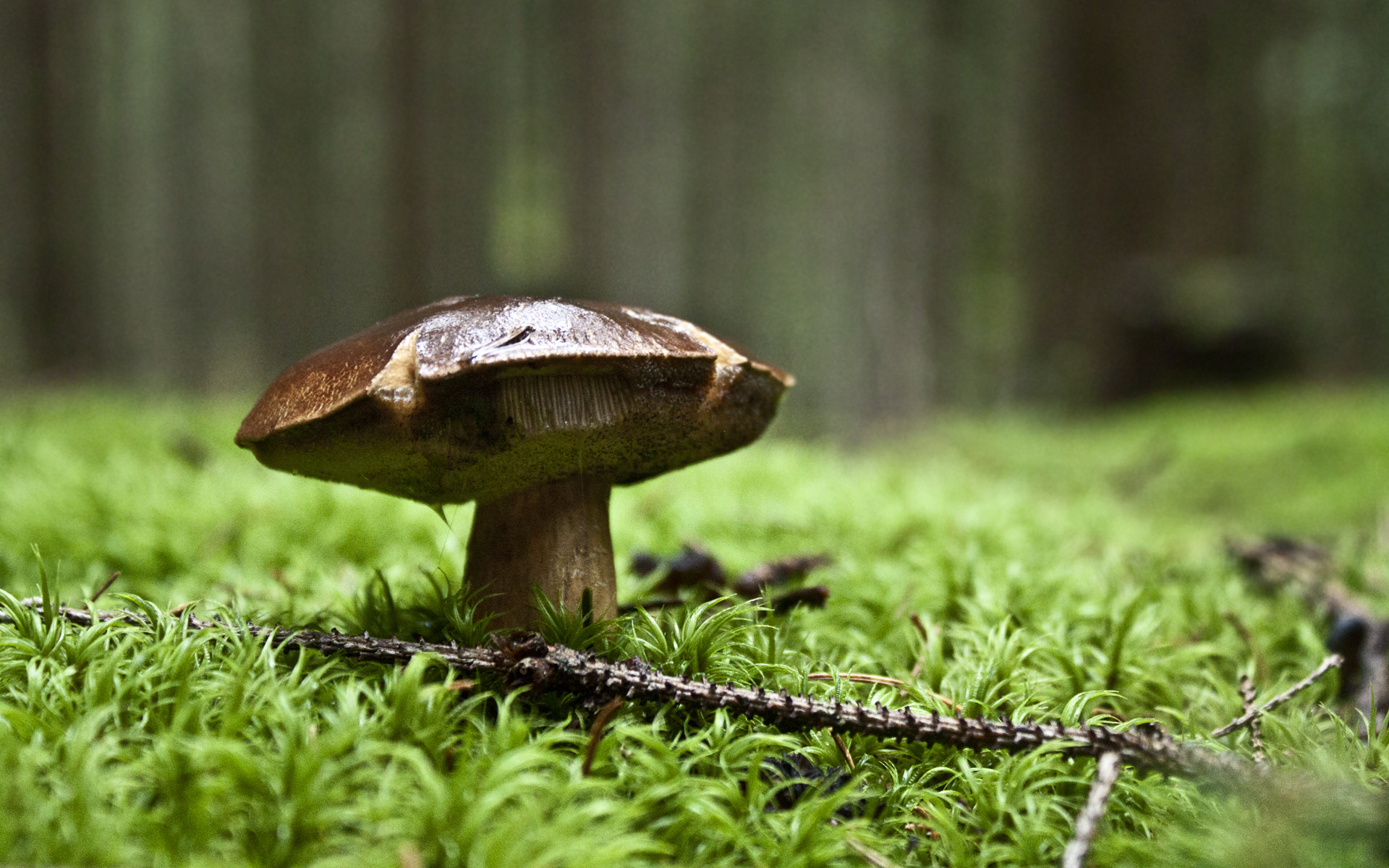 Обои природа, зелень, лес, гриб, nature, greens, forest, mushroom разрешение 1920x1200 Загрузить