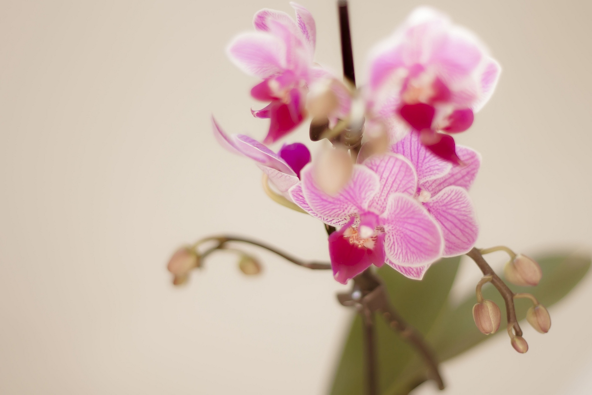 Обои цветы, ветка, лепестки, розовый, орхидея, орхидеи, flowers, branch, petals, pink, orchid, orchids разрешение 2048x1365 Загрузить