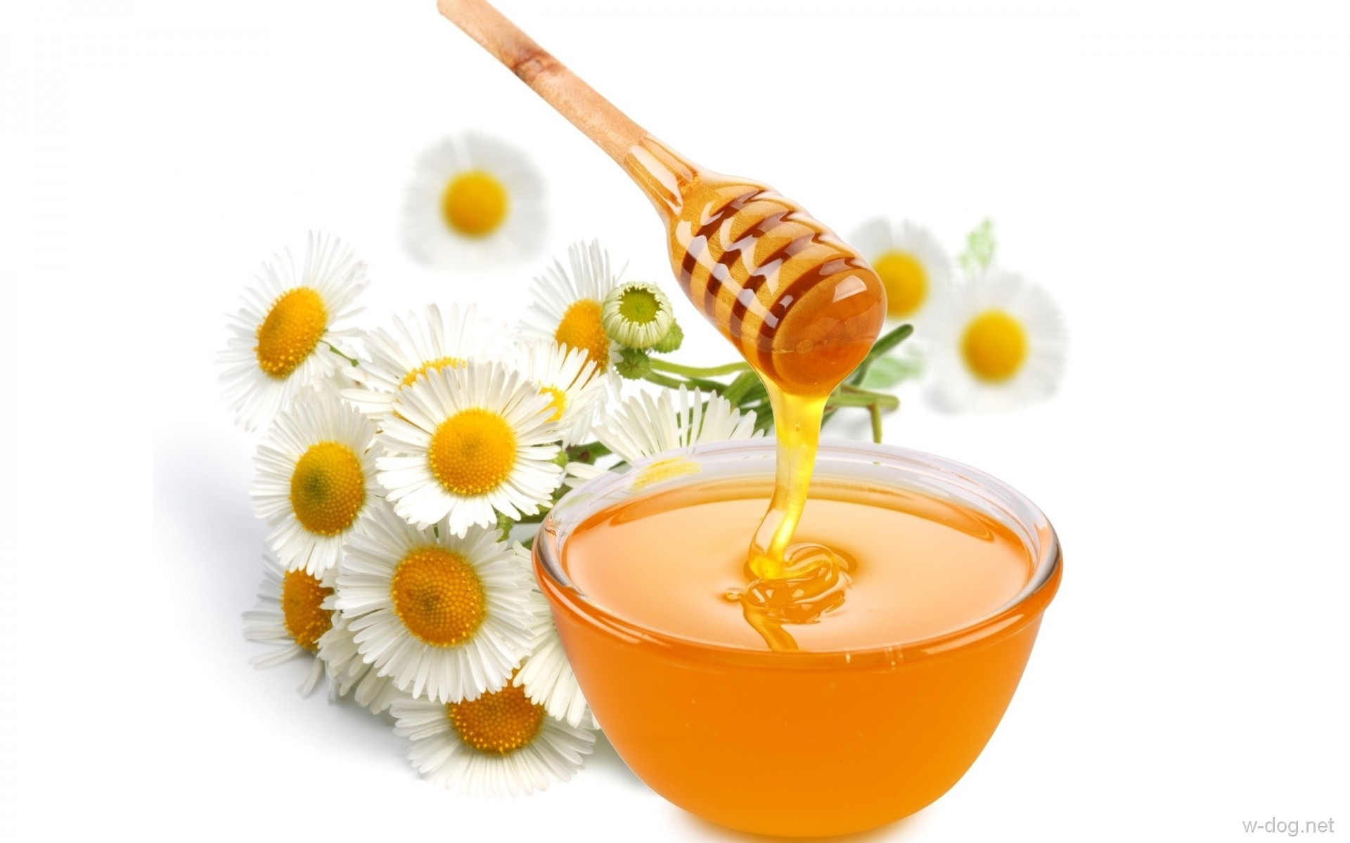 Обои цветы, ромашка, белый фон, мед, миска, flowers, daisy, white background, honey, bowl разрешение 1920x1200 Загрузить